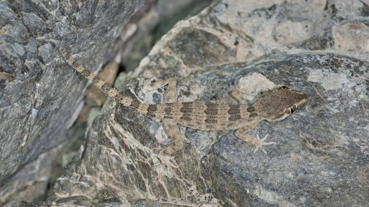 Hajar Banded Ground Gecko