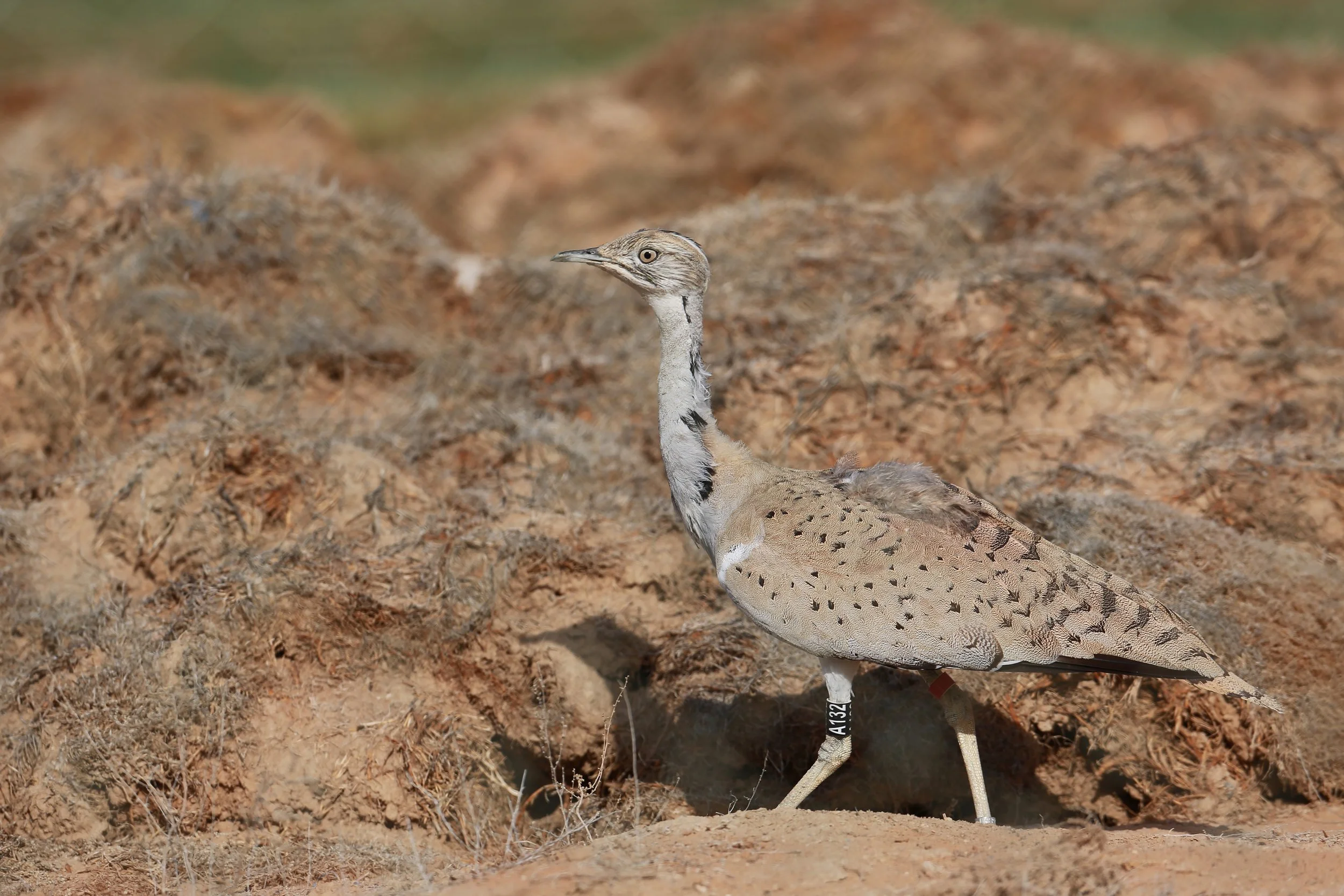 Photo Credit: Paul Kinnock - Semi-wild Houbara