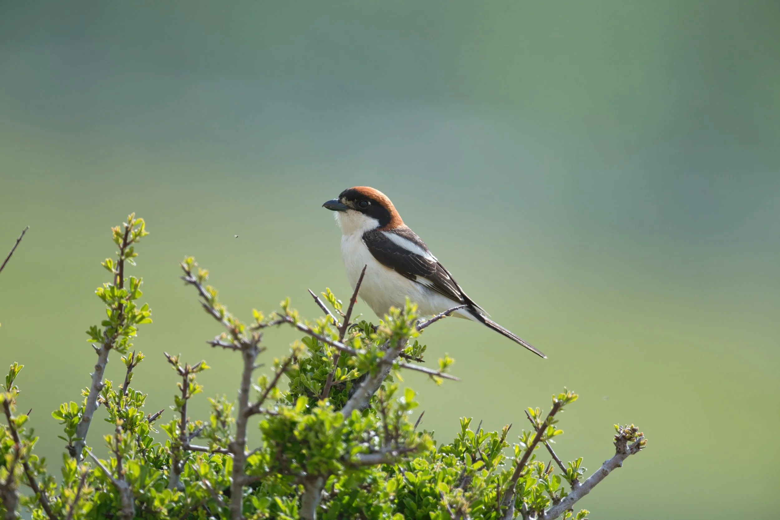 Woodchat Shrike 850_1751.jpeg