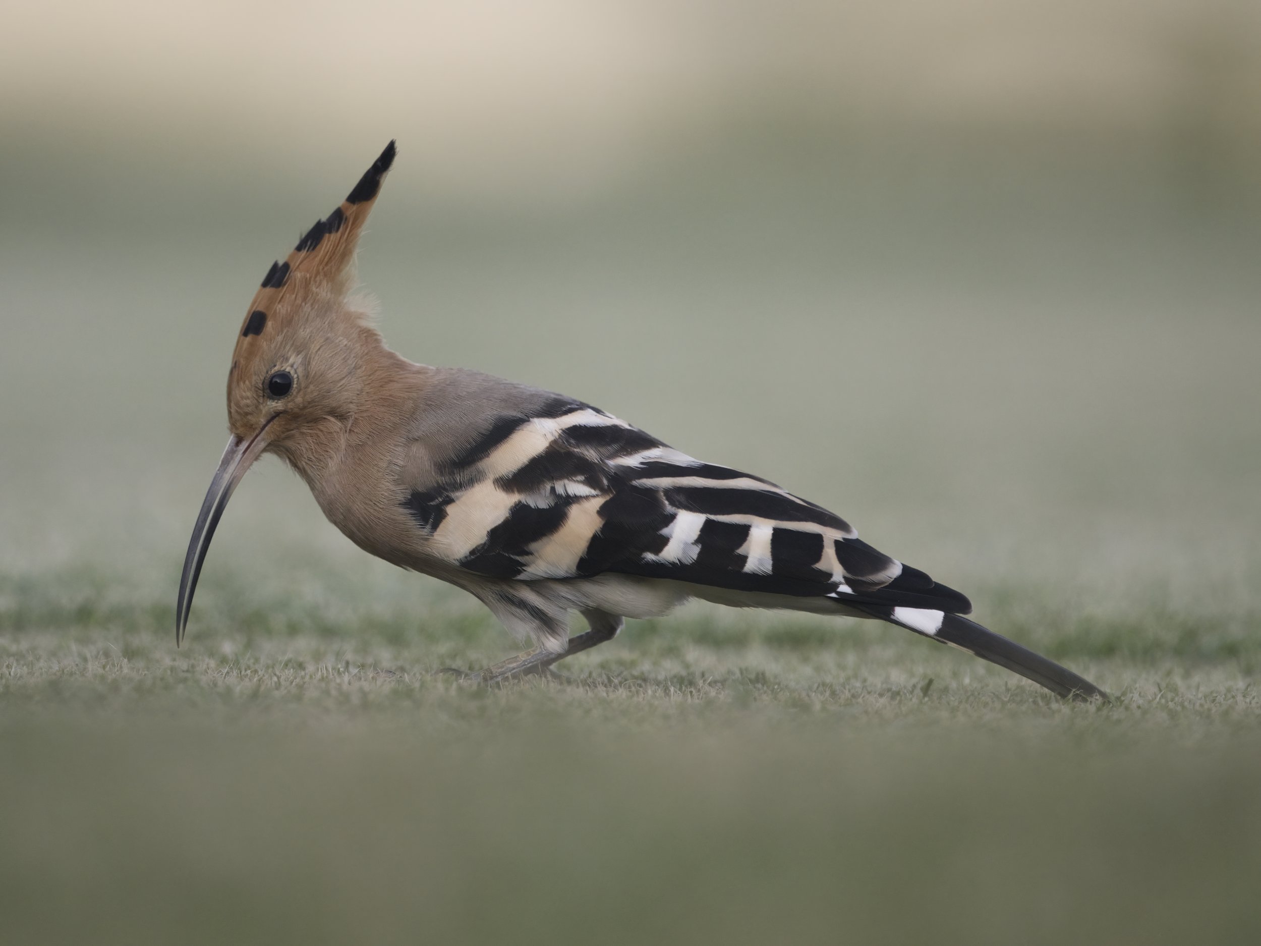Hoopoe United Arab Emirates