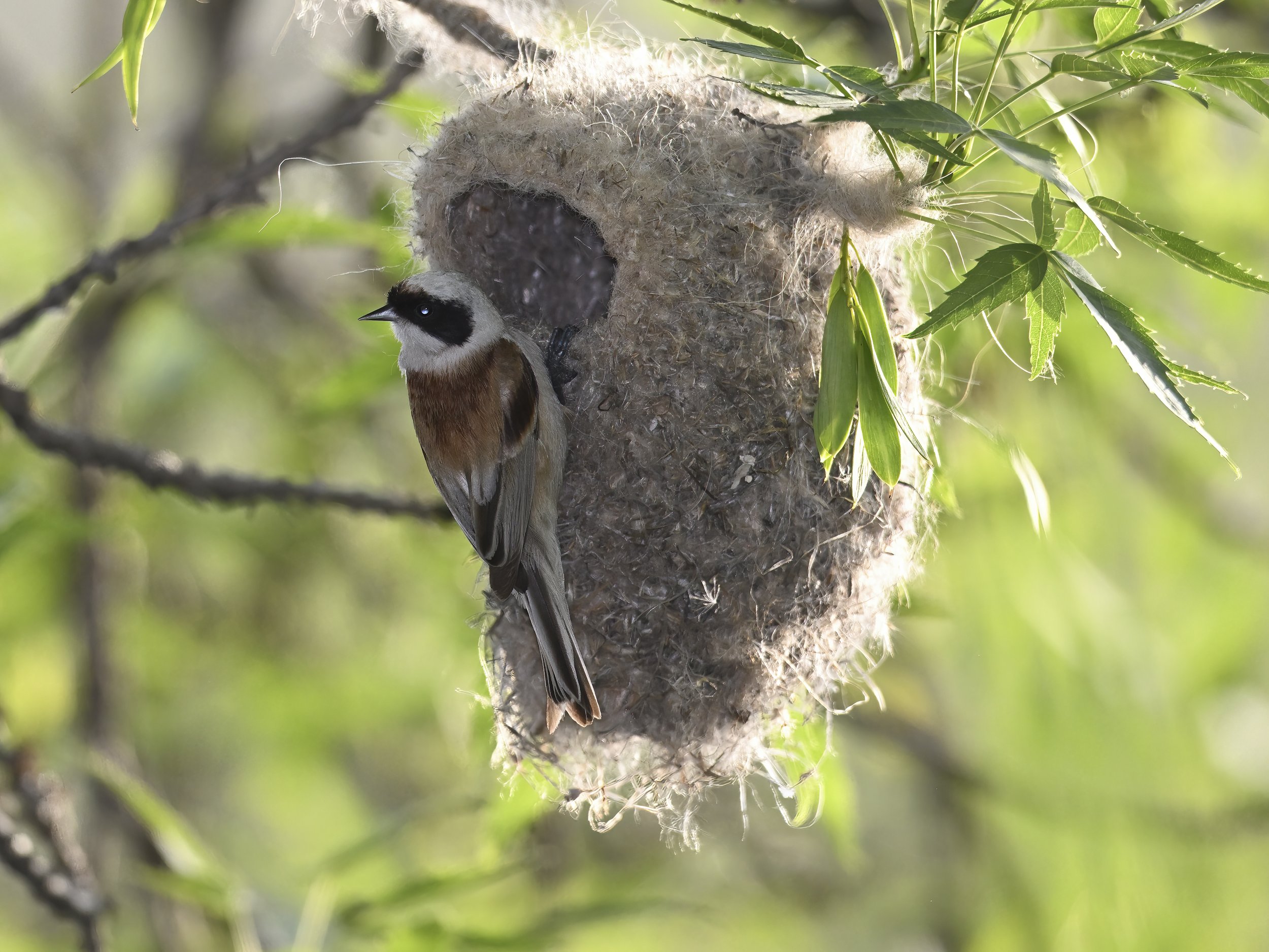Birds nesting