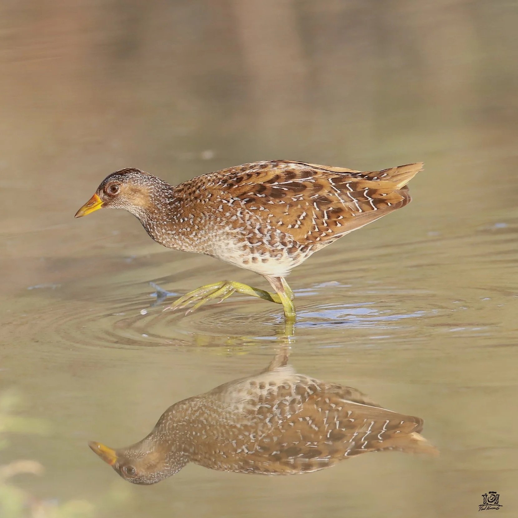 Spotted Crake \ Porzana porzana