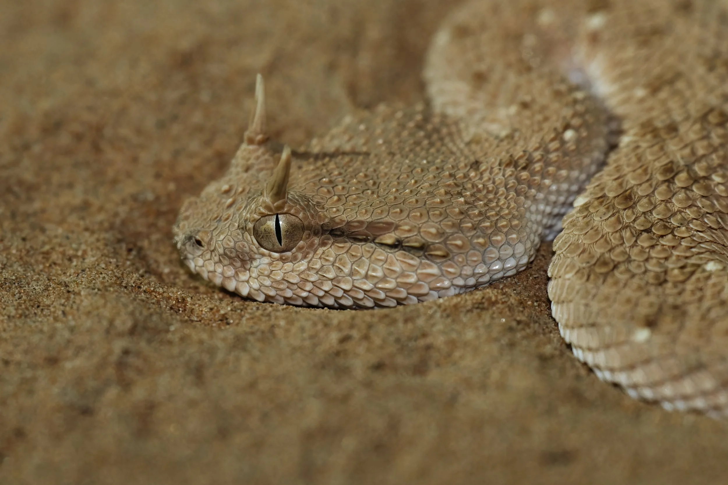 Arabian Horned Viper_Z090529.jpeg