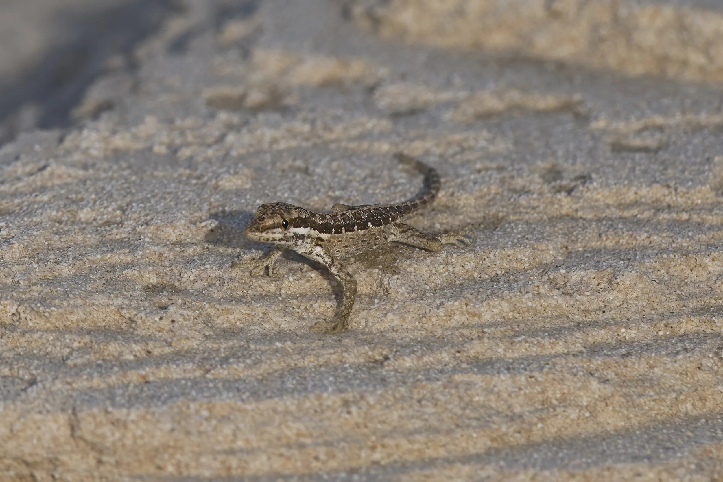 Arnold’s Rock Gecko (Pristurus minimus)