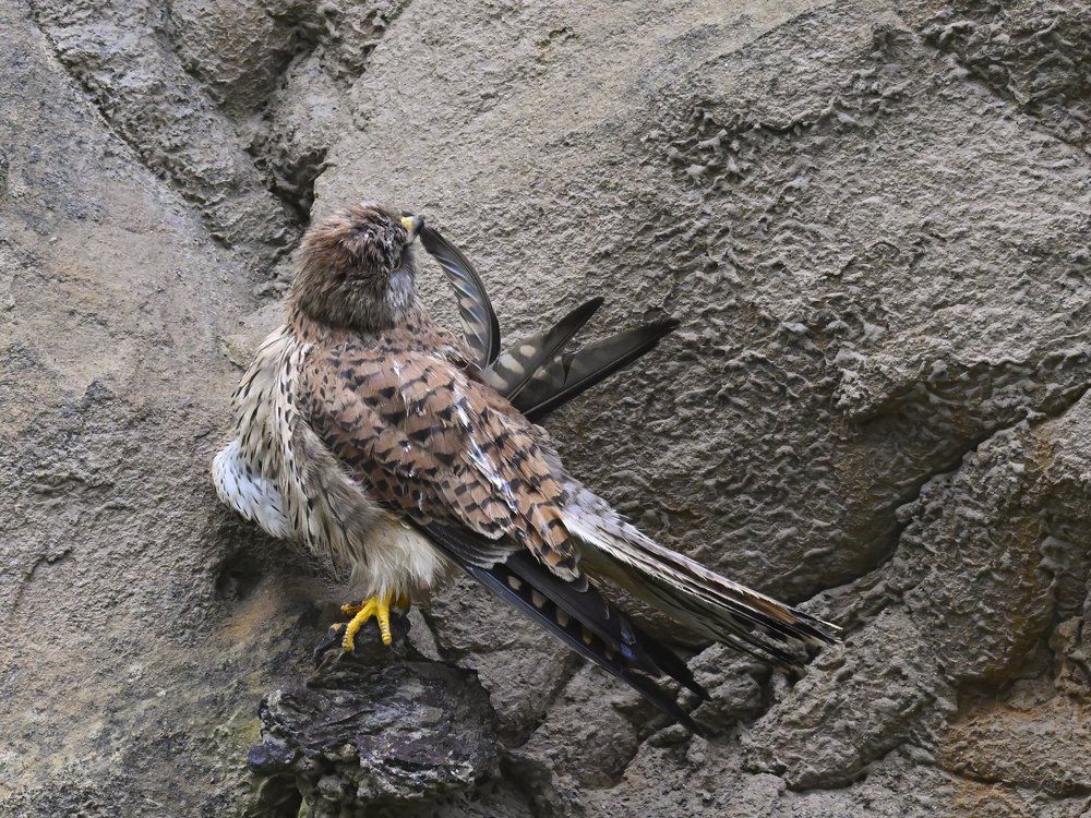 Eurasian Kestrel — best of the story