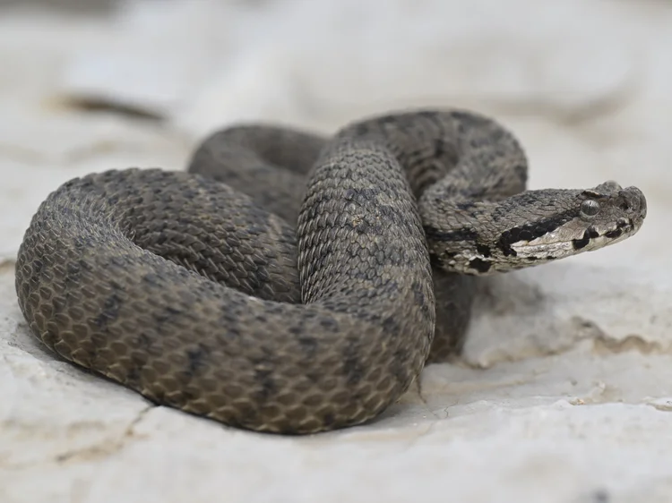 Lebanon Mountain Viper, Lebanon