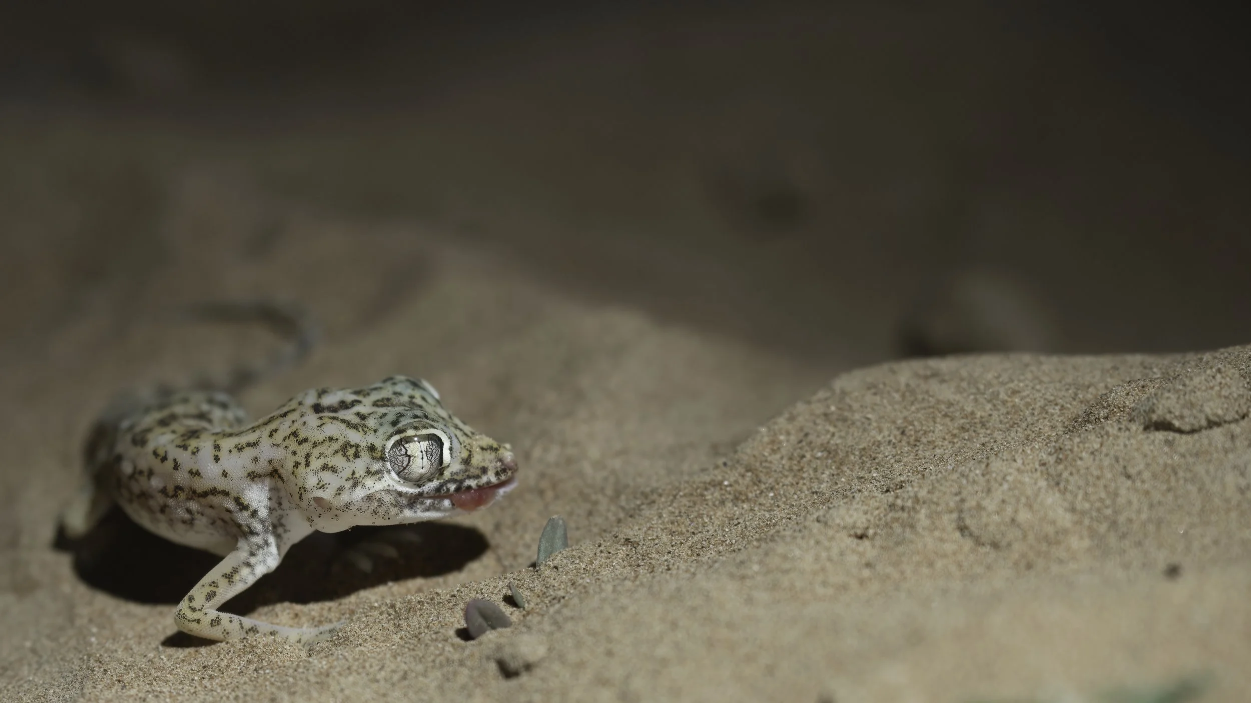 UAE Herping Trips