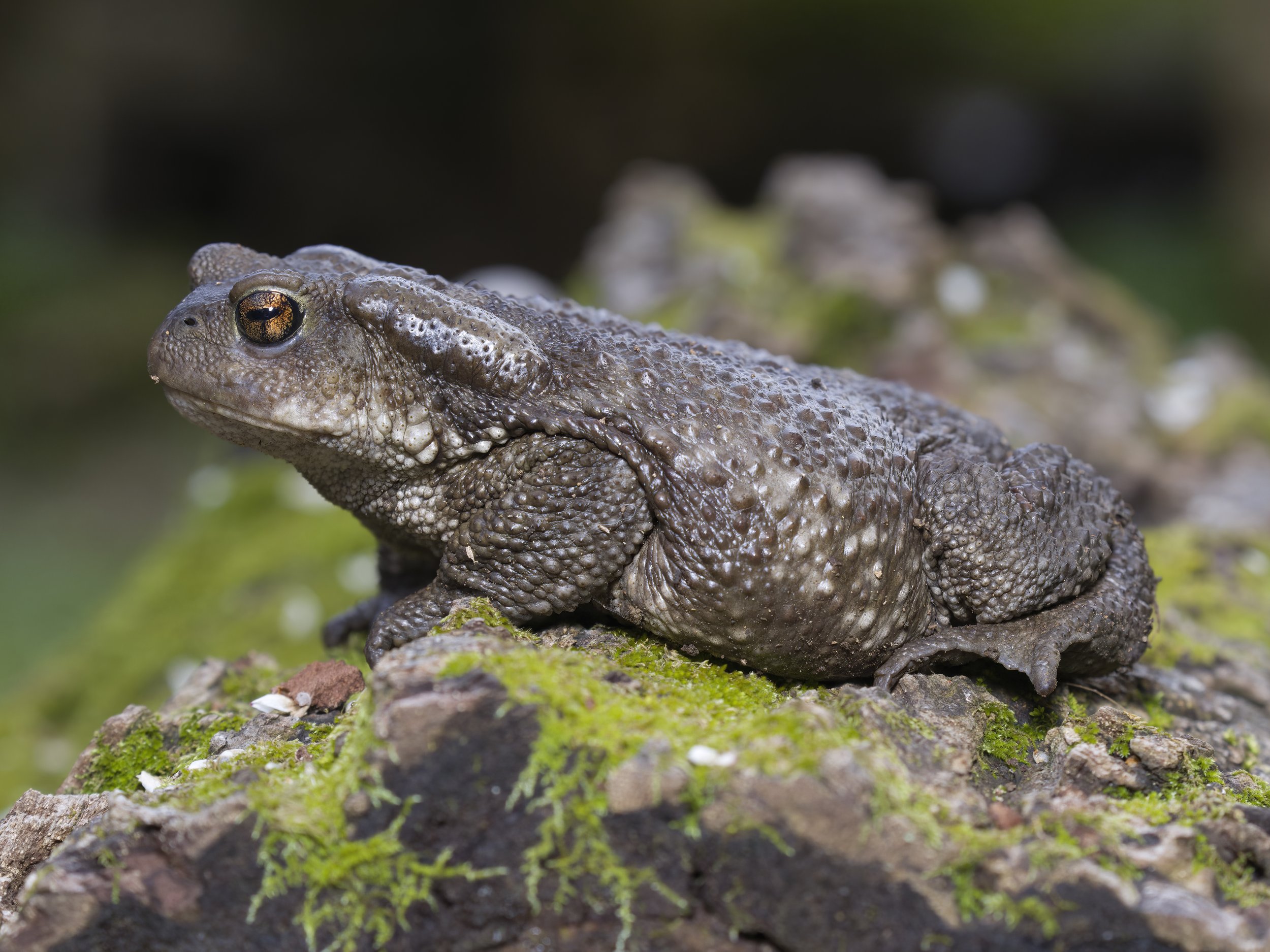 Toads Lebanon