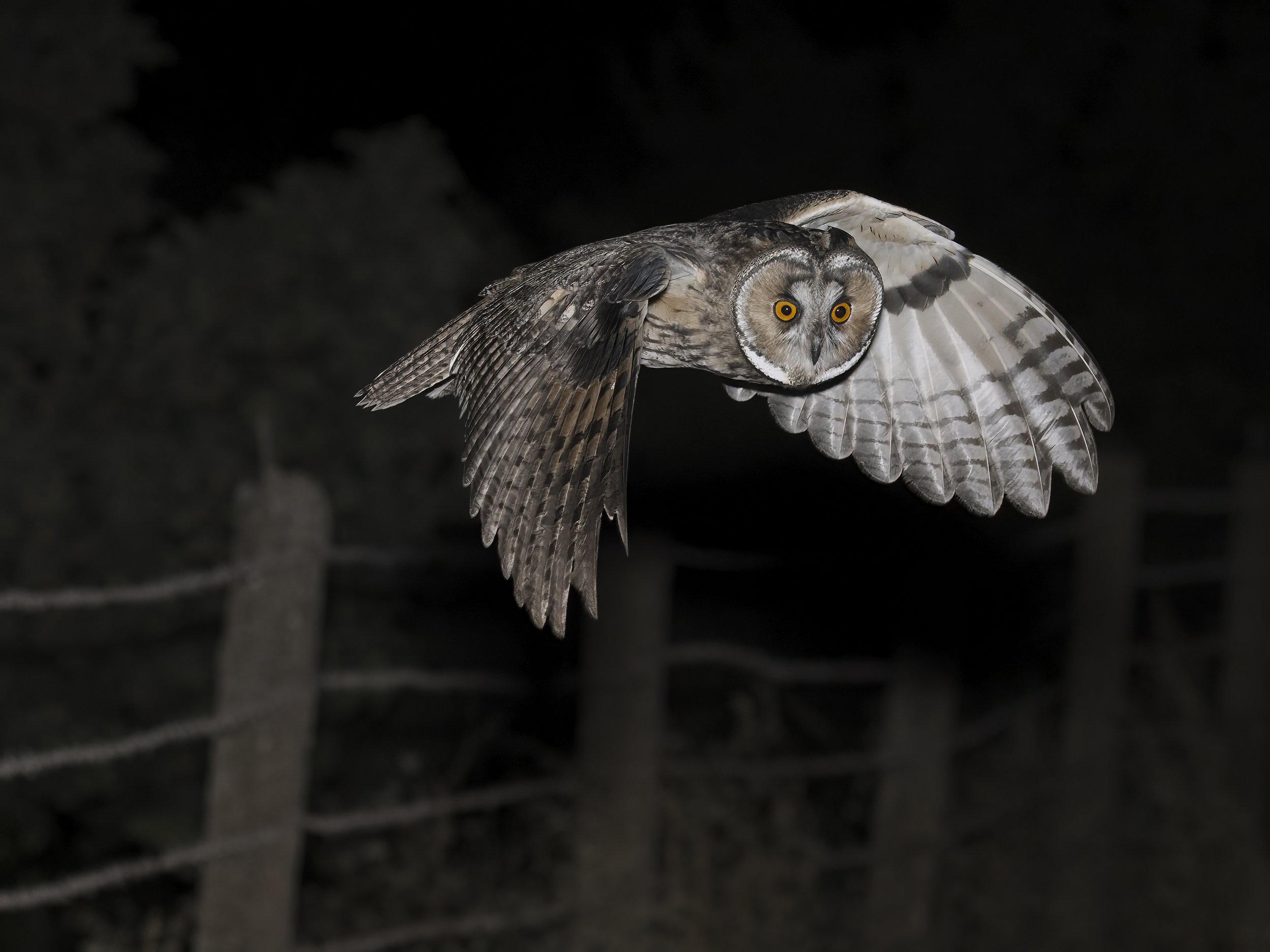 Owls Lebanon
