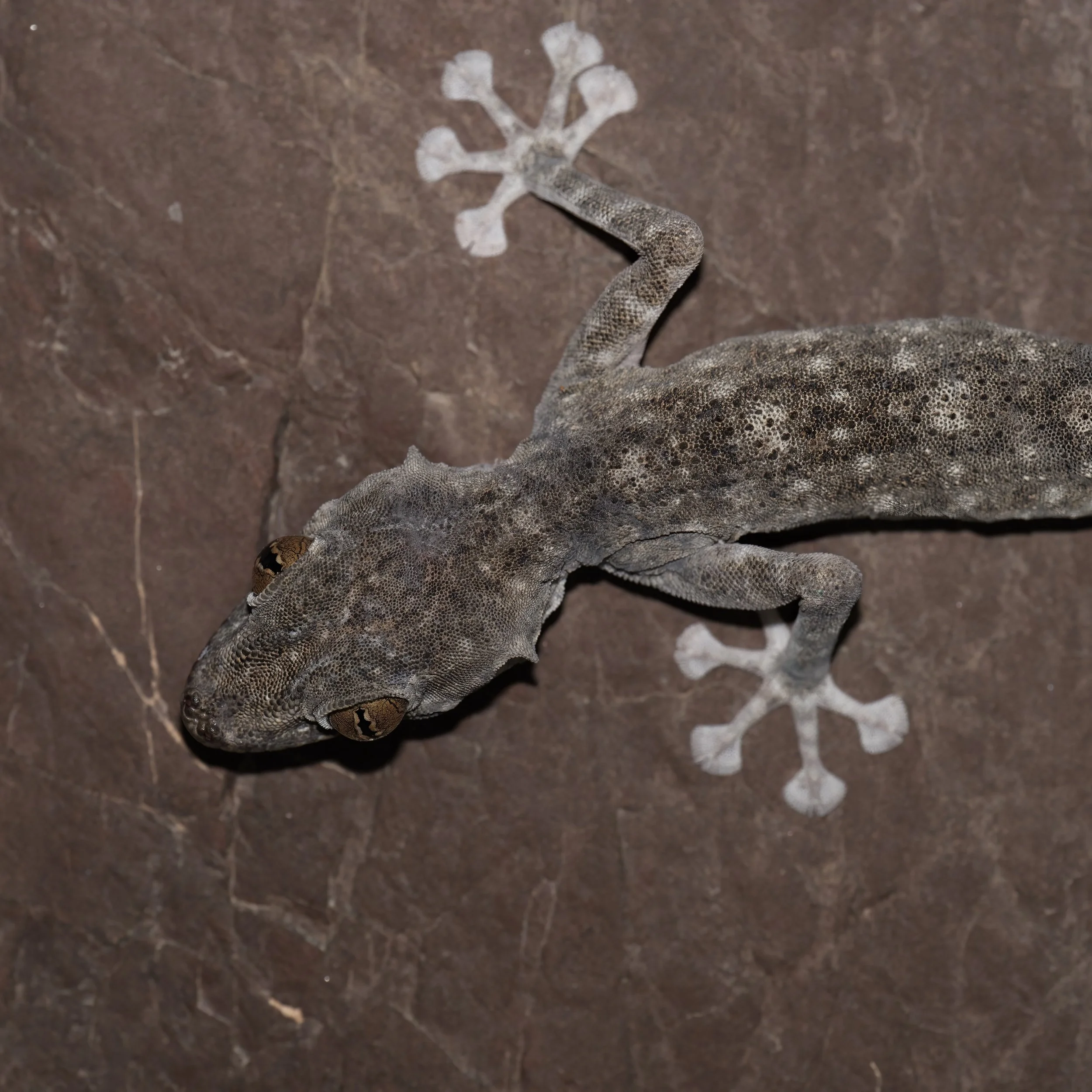Endemic reptiles in Hajar Mountains