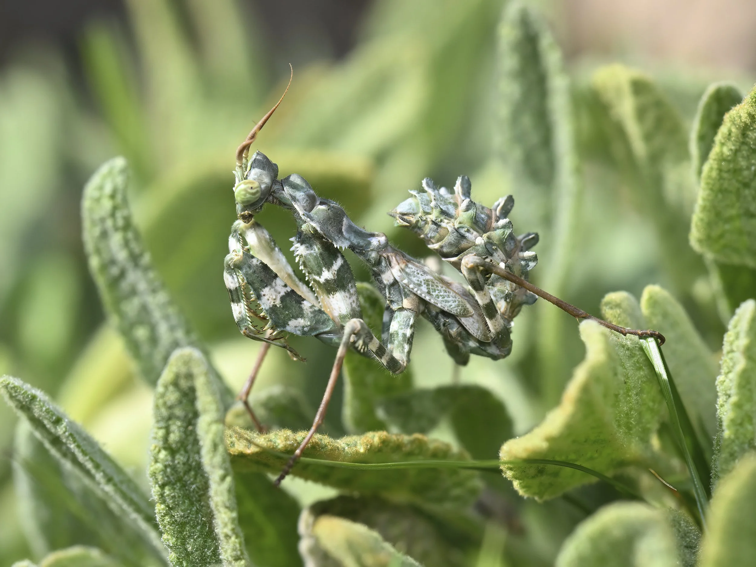 Wildlife Photography Lebanon