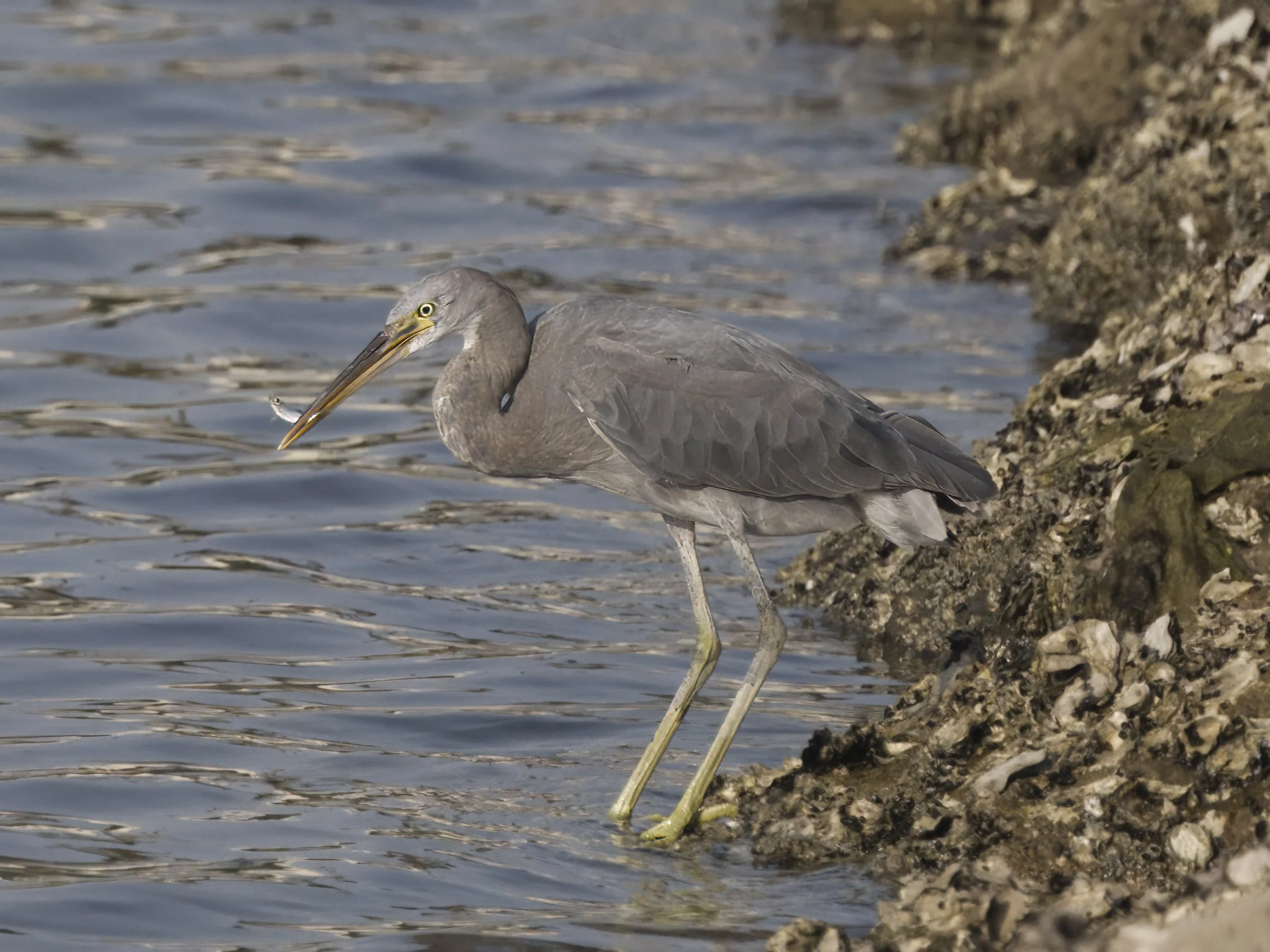 Western Reef Heron (Egretta gularis)