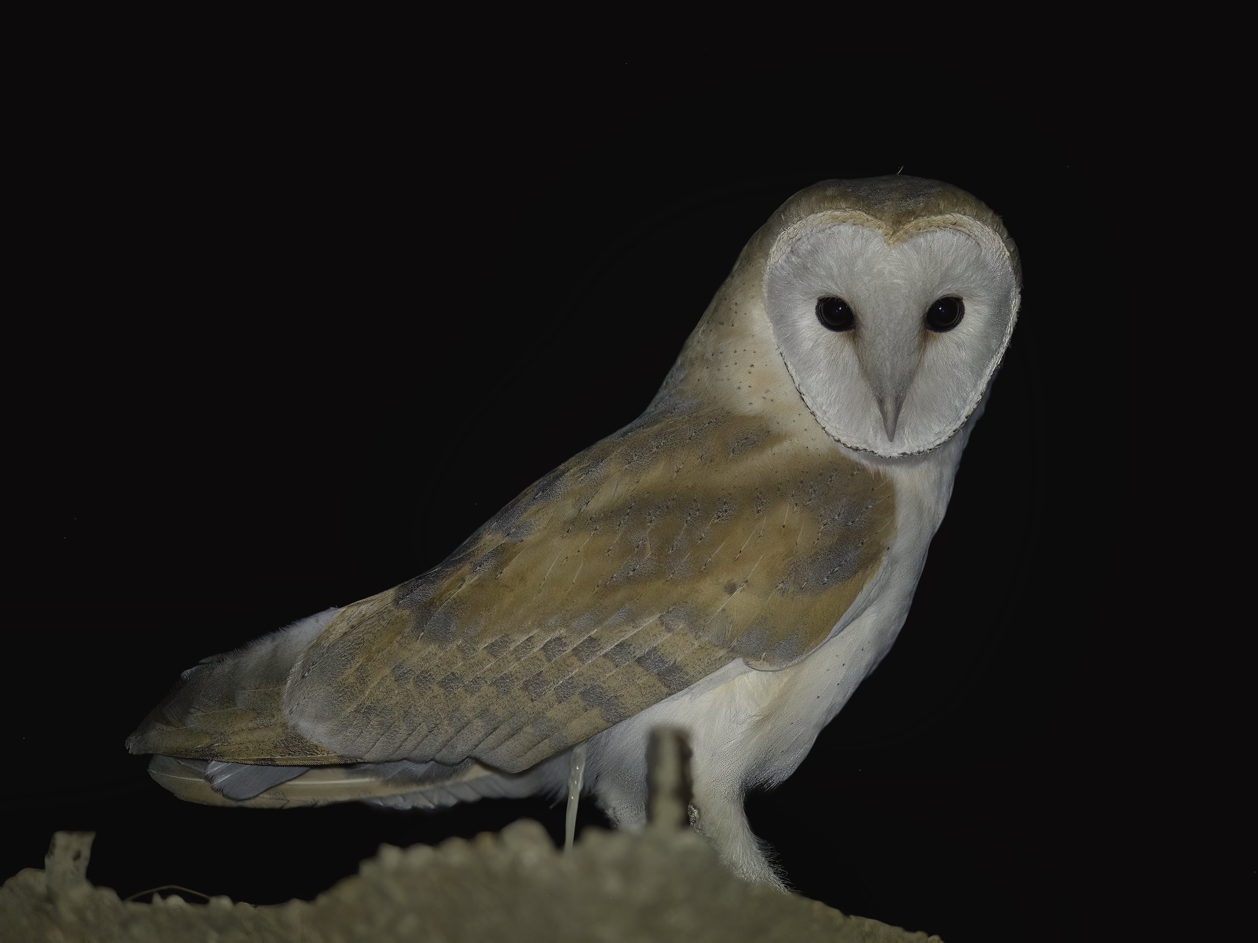 Barn Owl (Tyto alba)