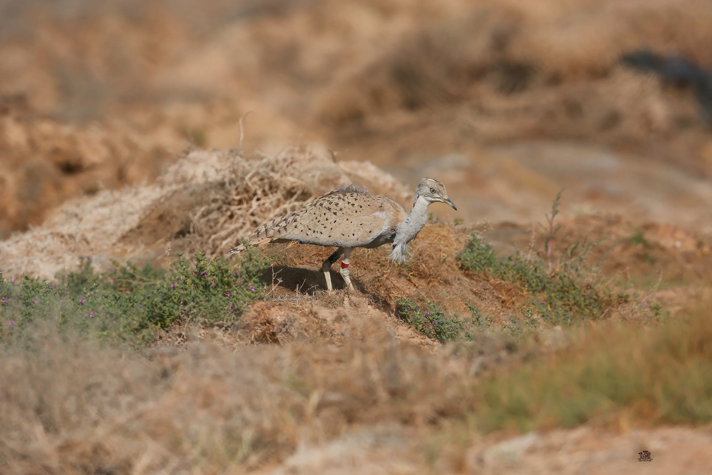Photo Credit: Paul Kinnock - Semi-wild Houbara