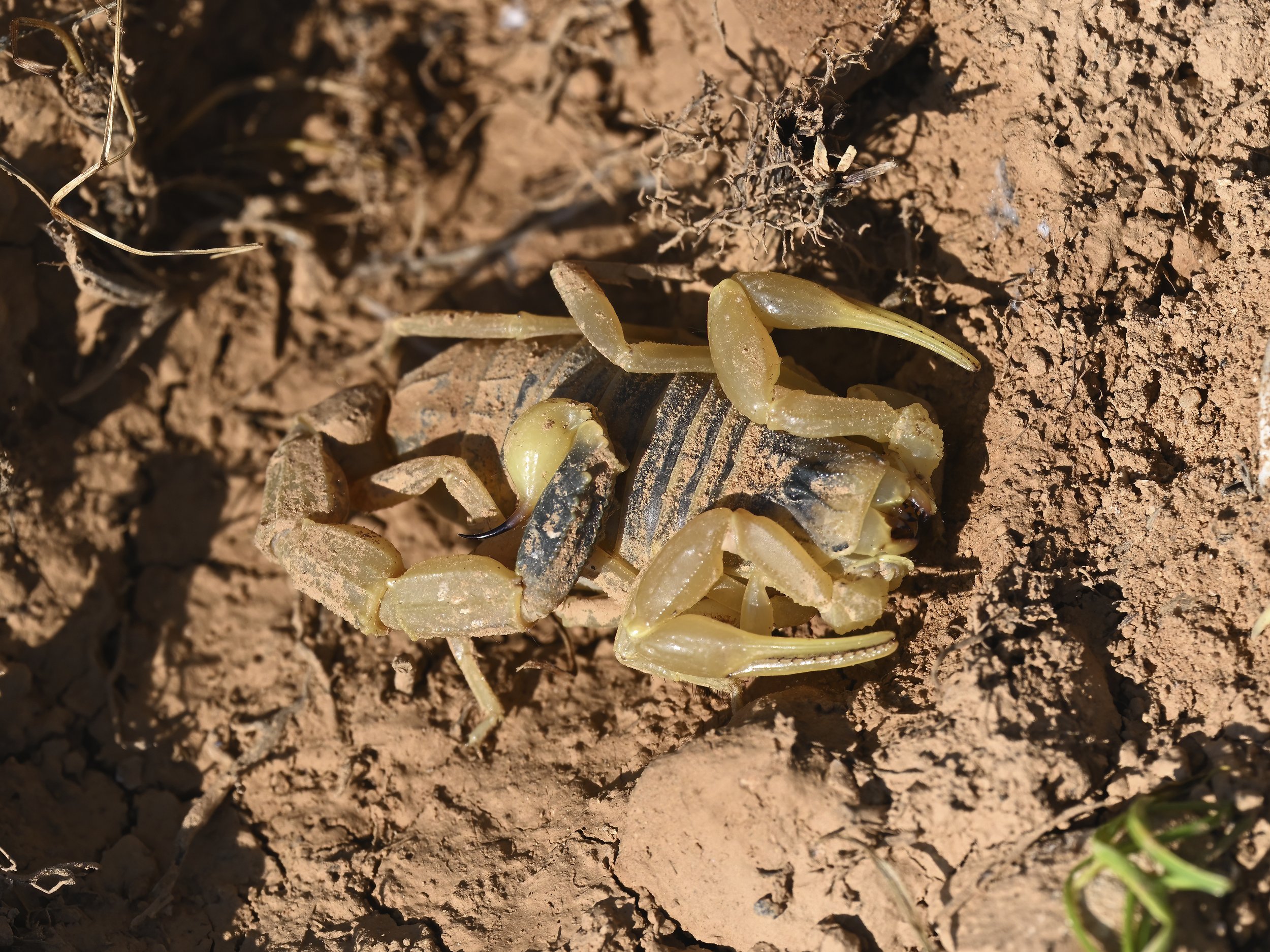 herping lebanon