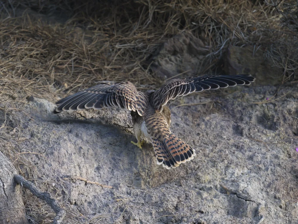 Eurasian Kestrel — The Fallen One Left The Nest