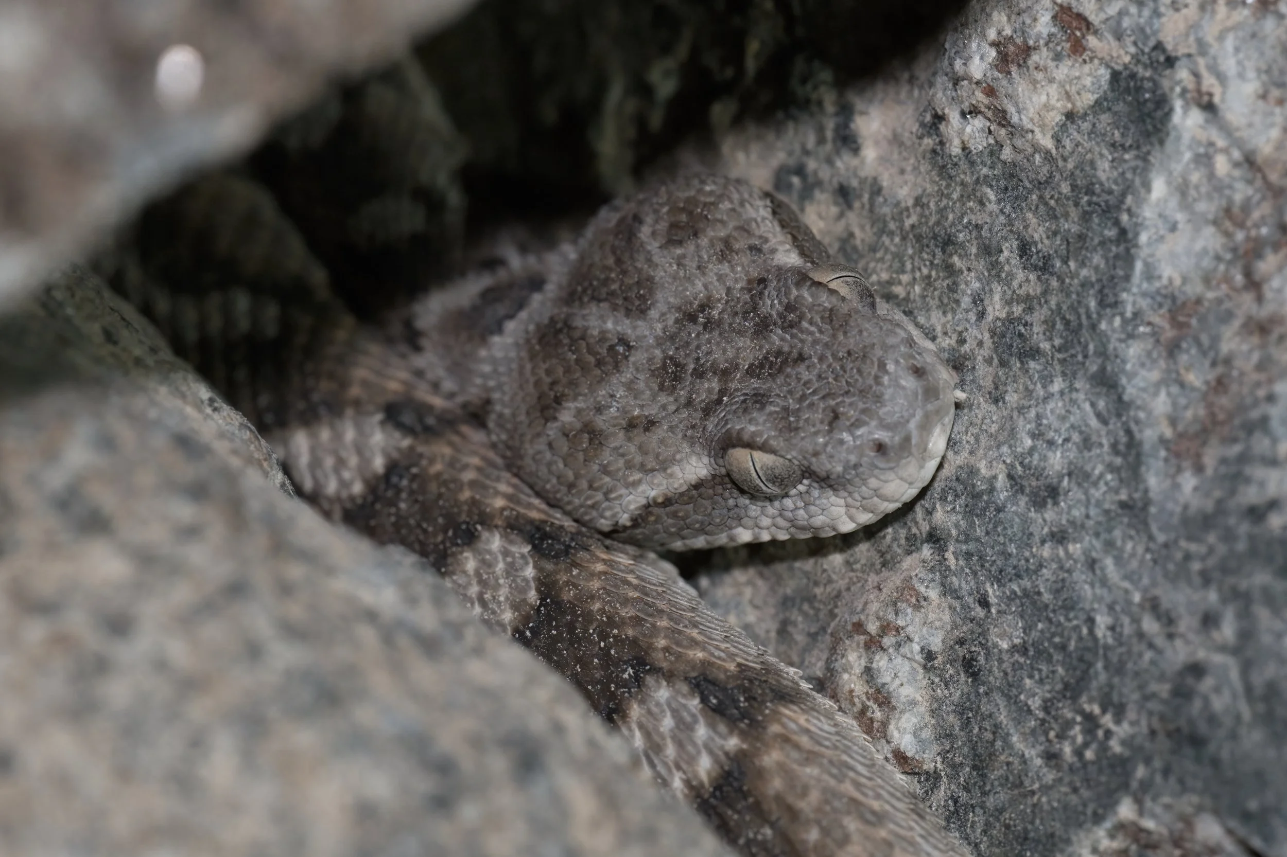 Echis omanensis