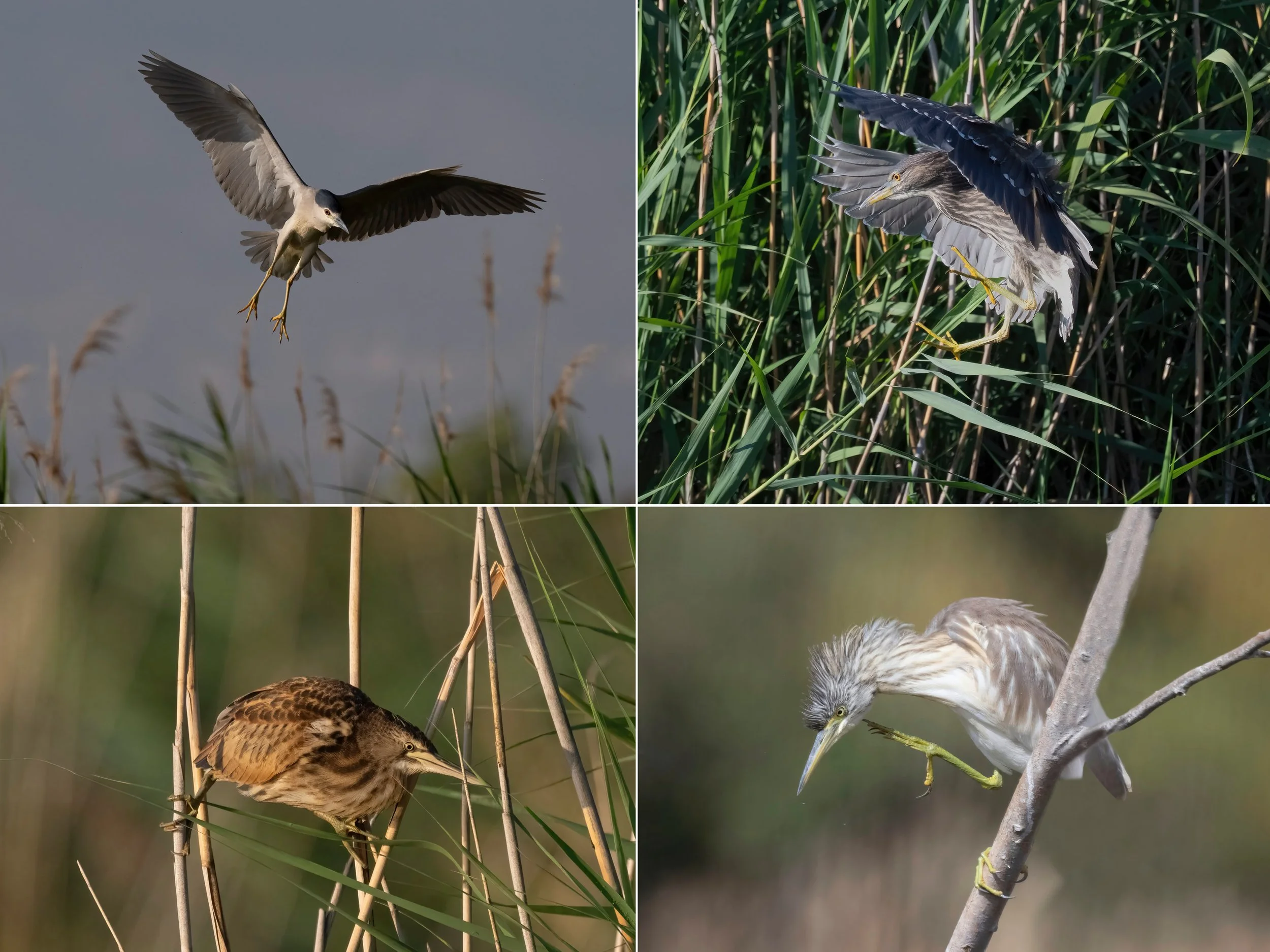 Reiher-Coll_3000x2500_ Harald.jpeg