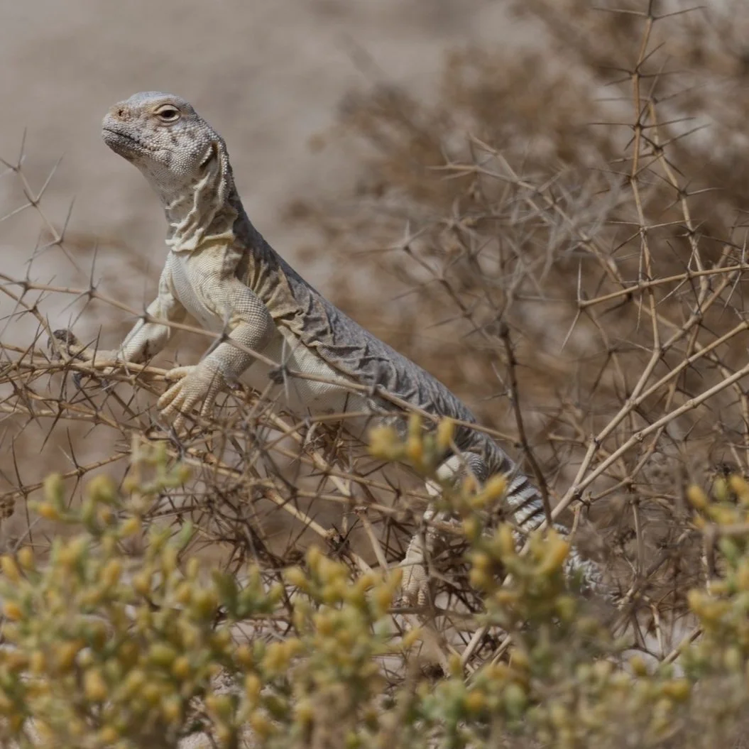 Leptienβs Spiny-tailed Lizard (Uromastyx aegyptia leptieni)