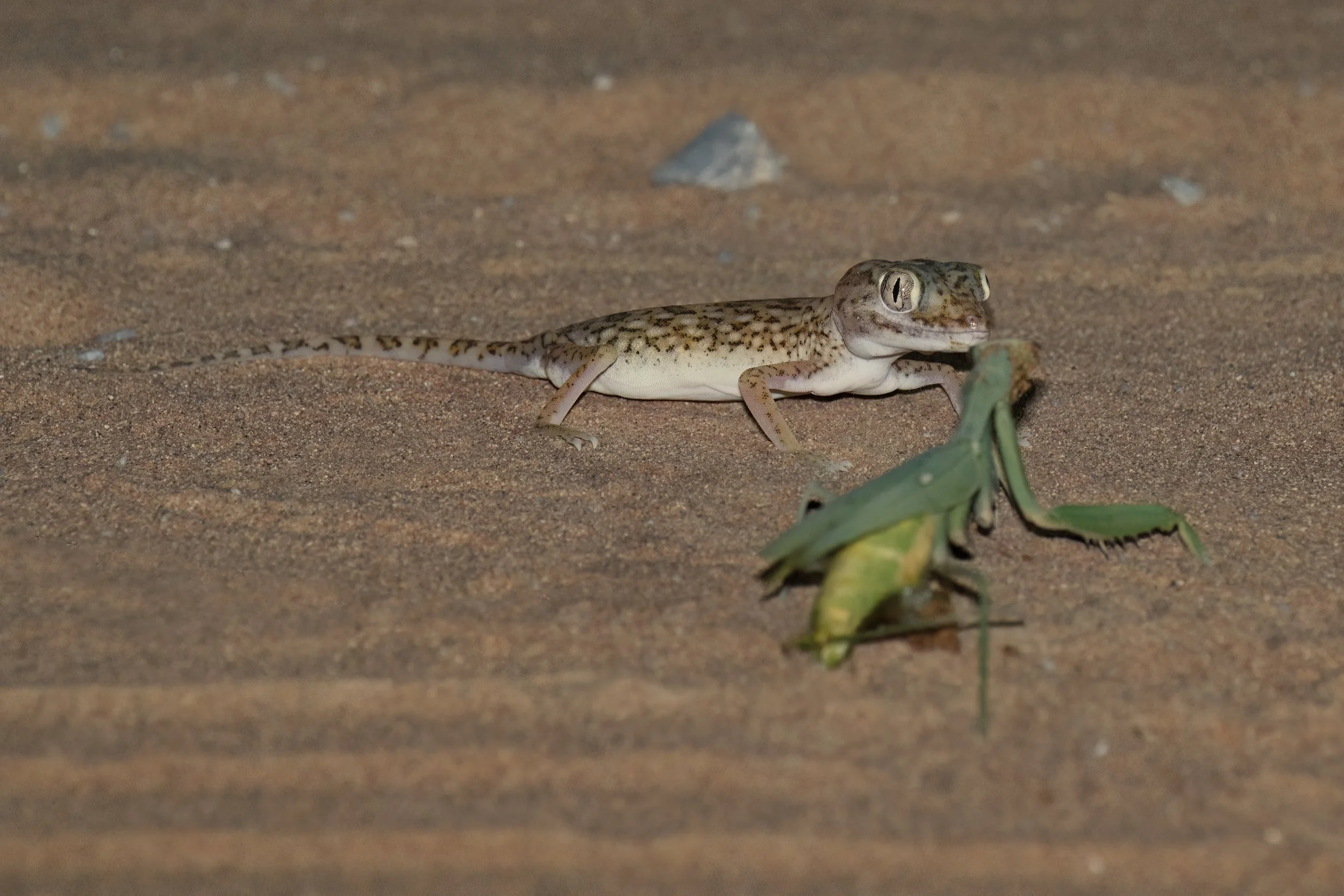 Middle Eastern Short-fingered Gecko \ Stenodactylus doriae
