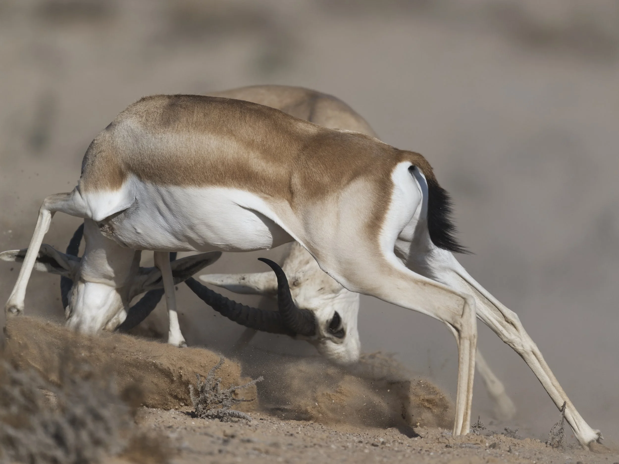 Arabian Sand Gazelle | غزال الريم العربي | Gazella marica — Wildlife ...