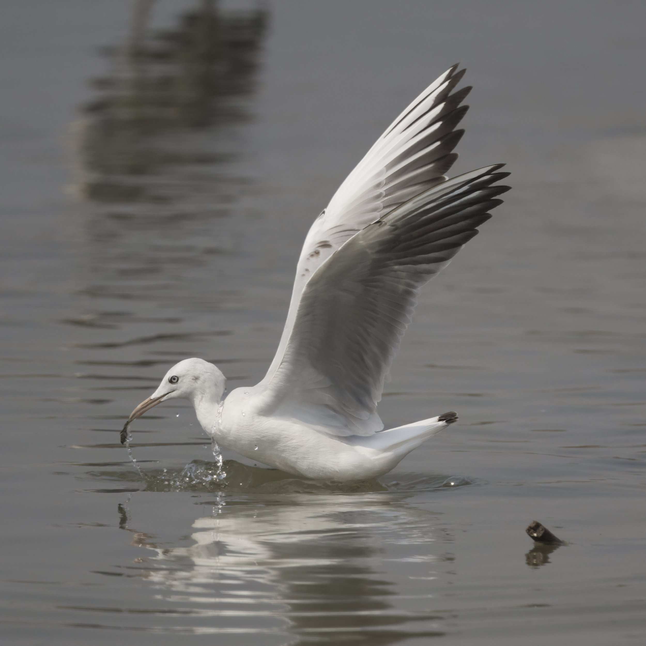 Ras Al Khor Wildlife Sanctuary