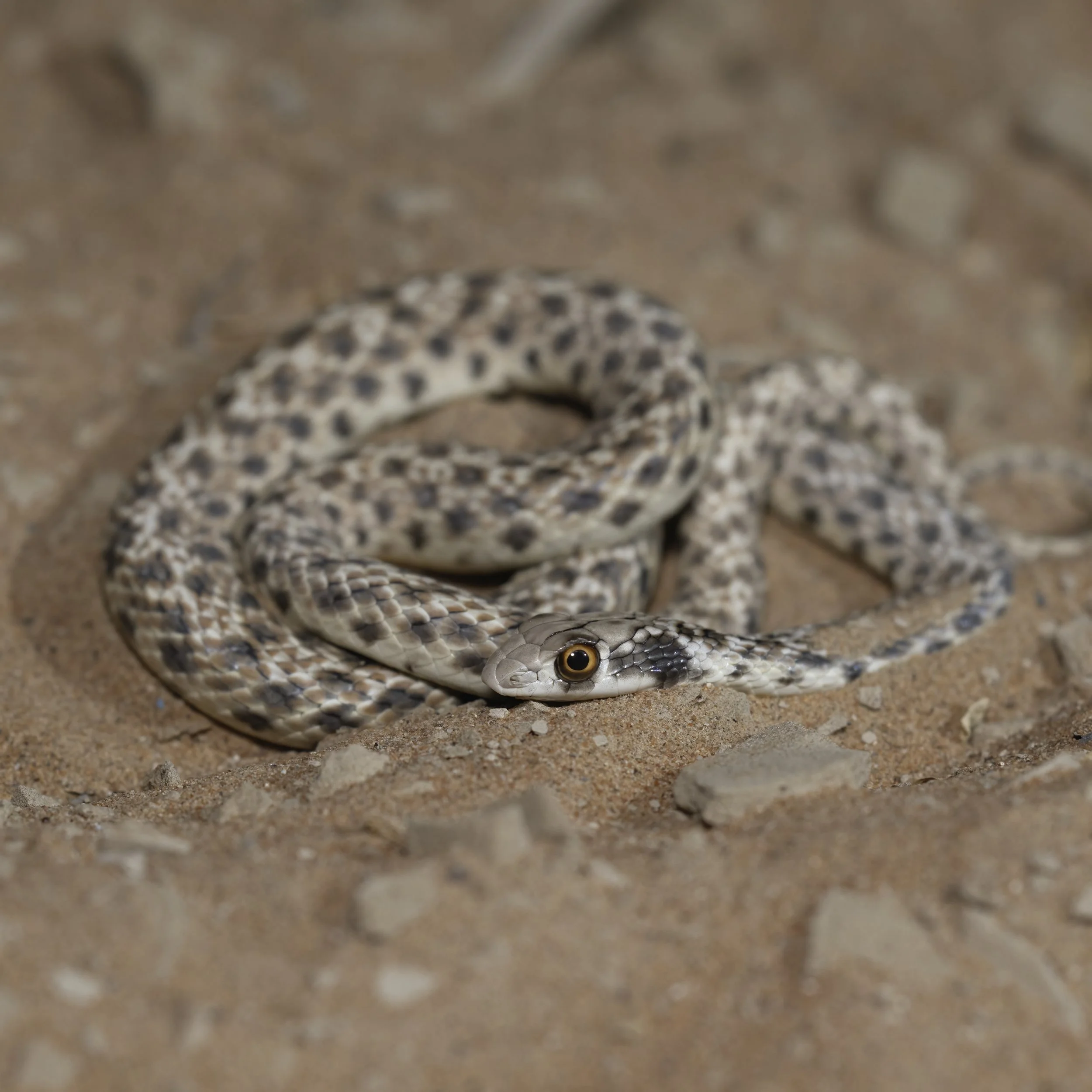 Moila Snake (Malpolon moilensis)