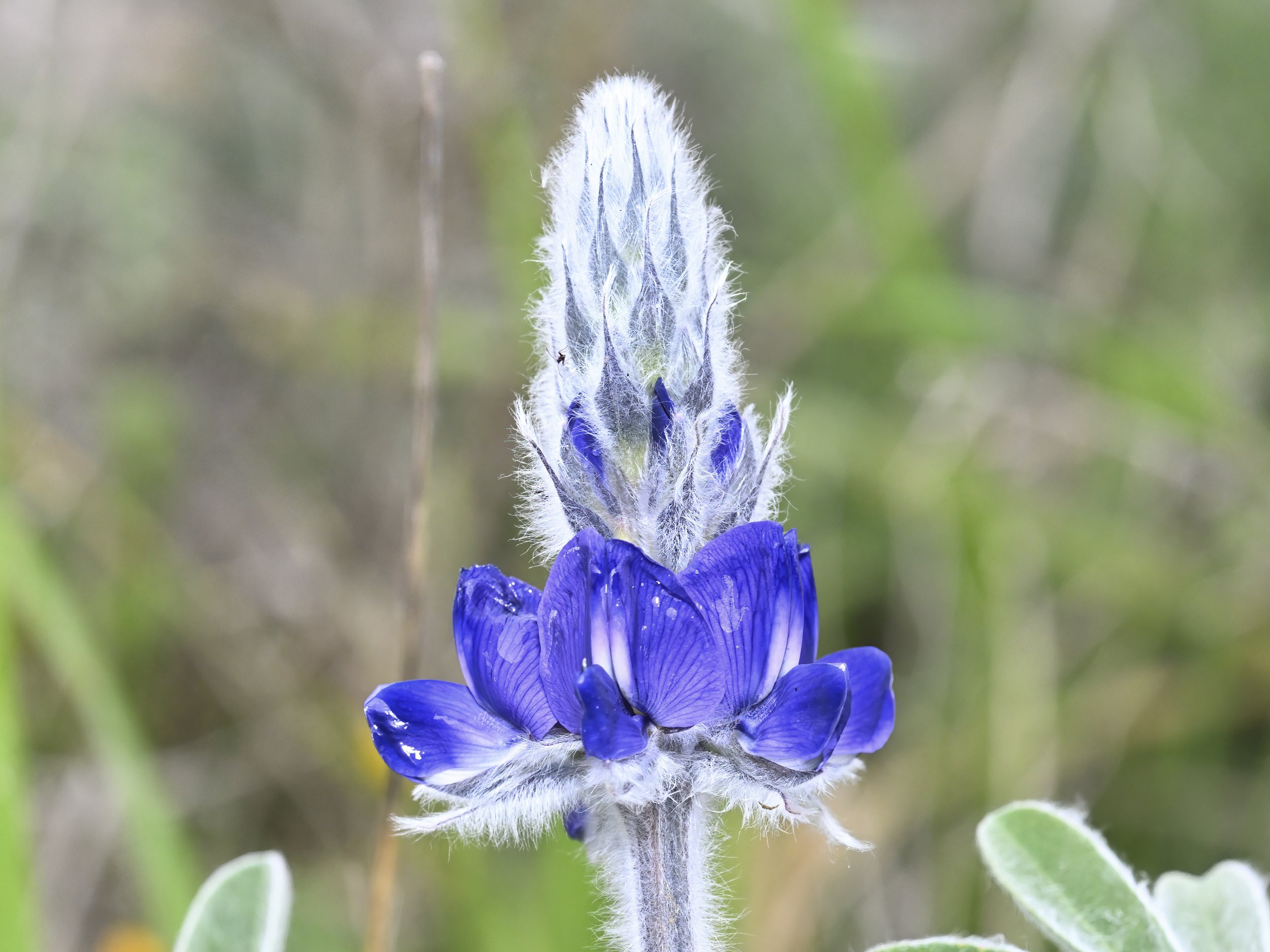 Flower Photo Lebanon