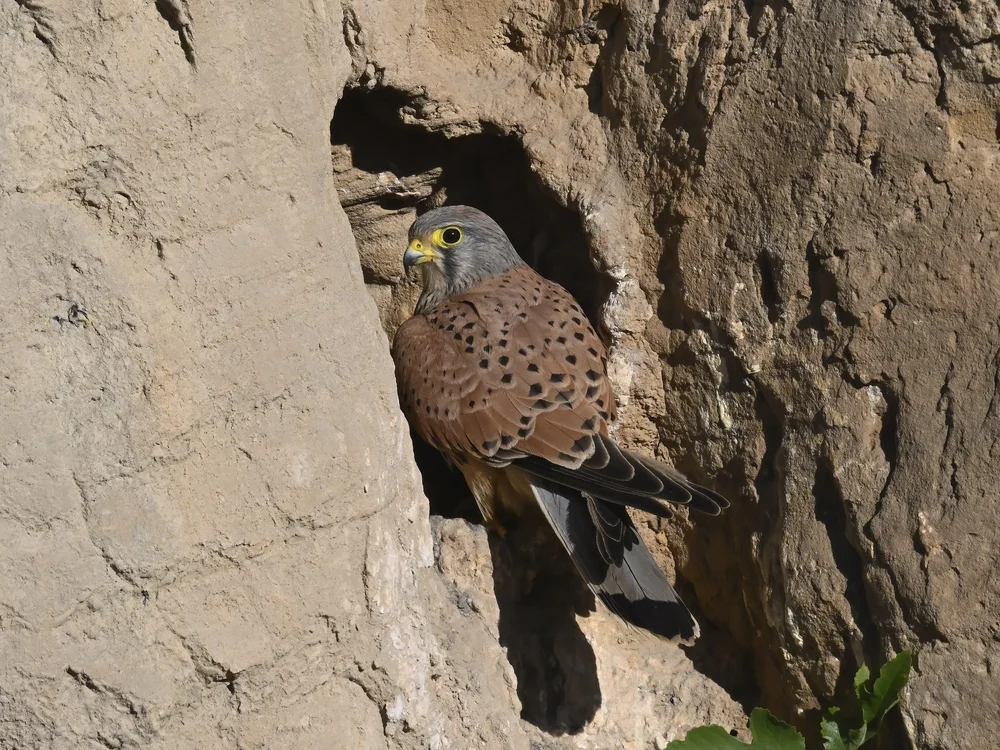 Male kestrel has blue-grey feathers on its head and tail and chestnut-brown feathers on its back, an adult male has an all grey tail with a deep black band at its base.
