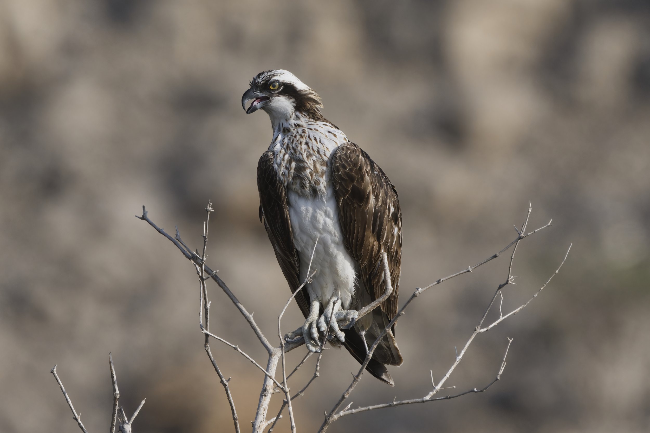 Birds watching trips UAE