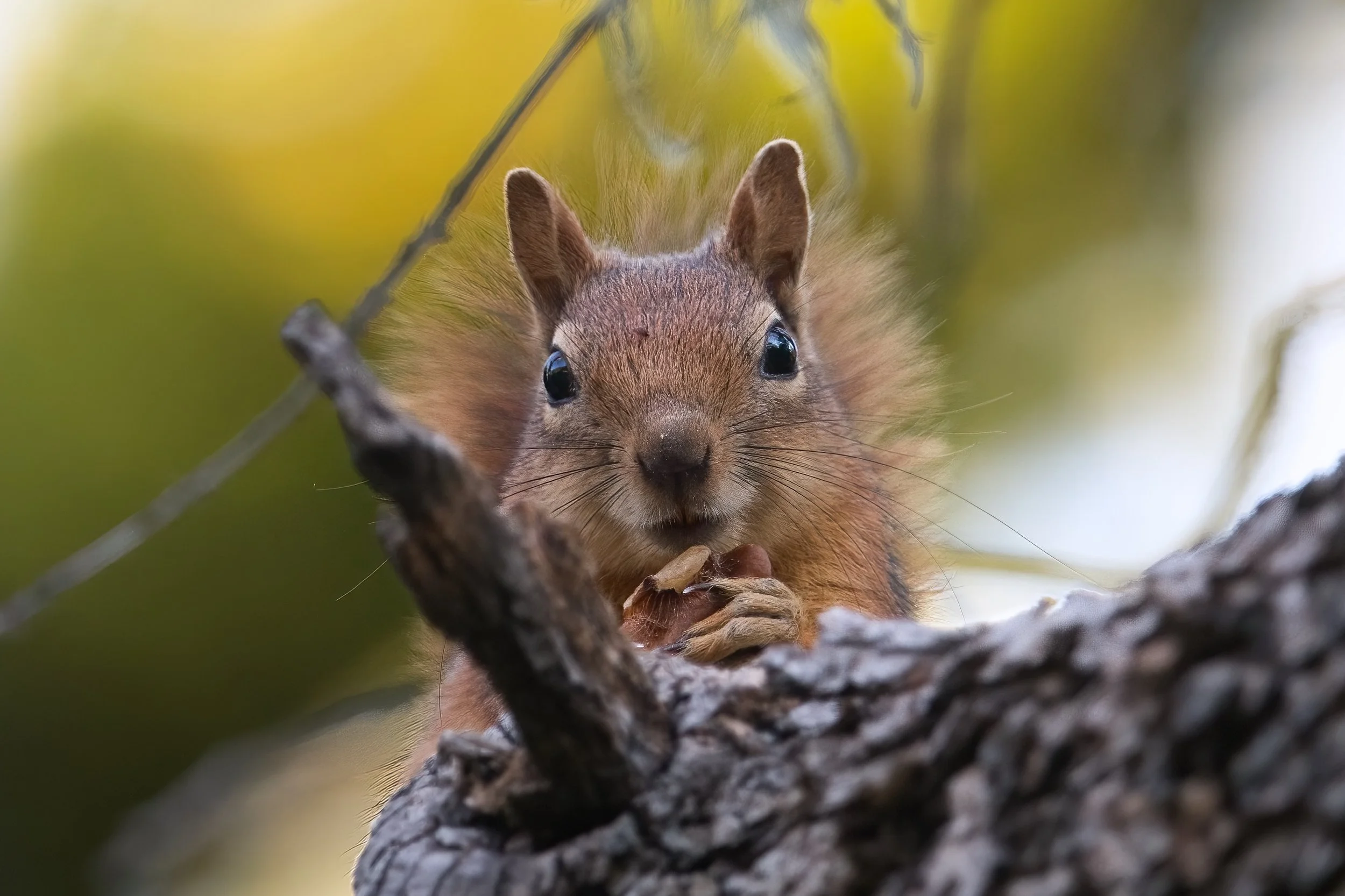 Persian Squirrel (Sciurus anomalus)