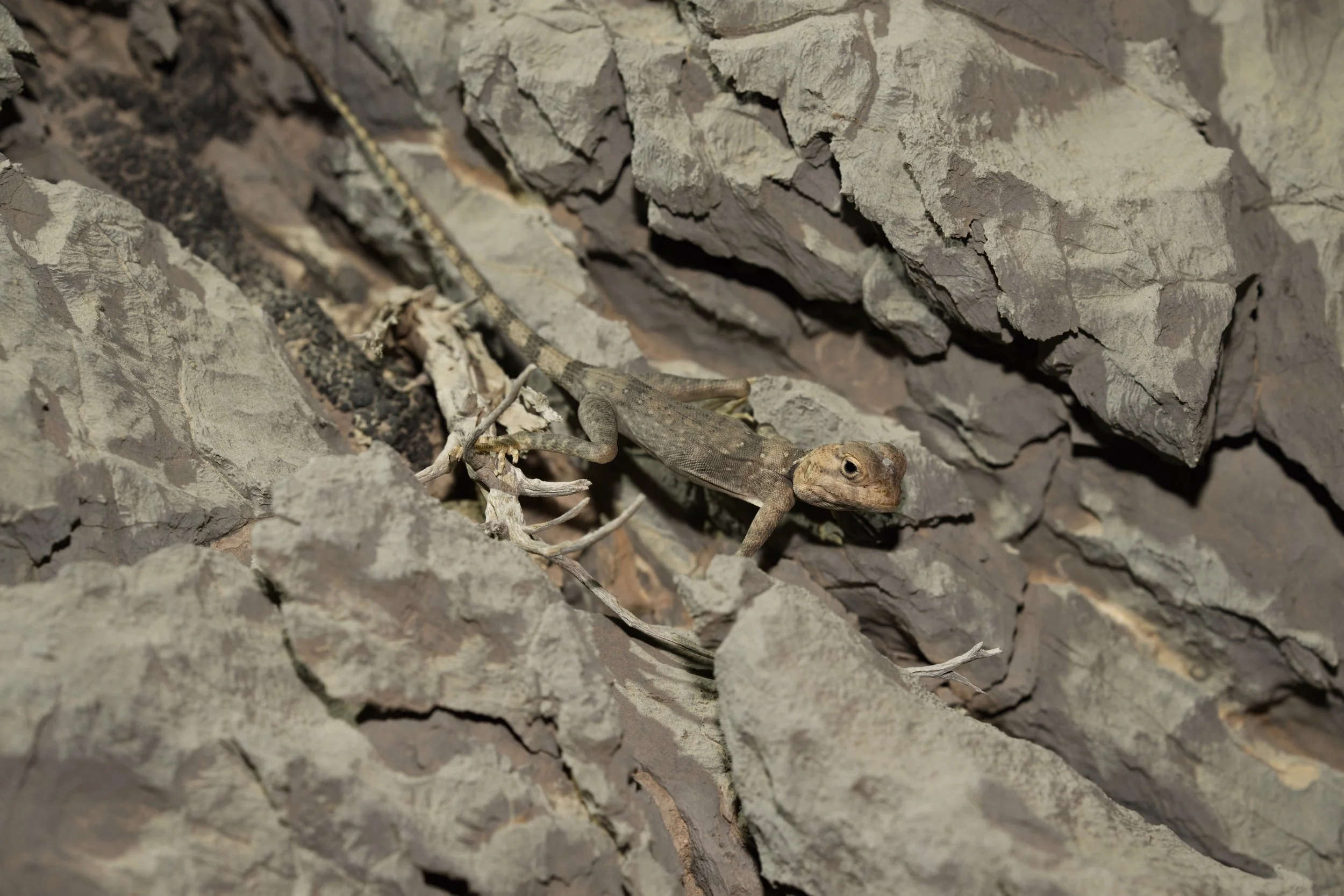 Hajar Rock Agama UAE | Pseudotrapelus jensvindumi