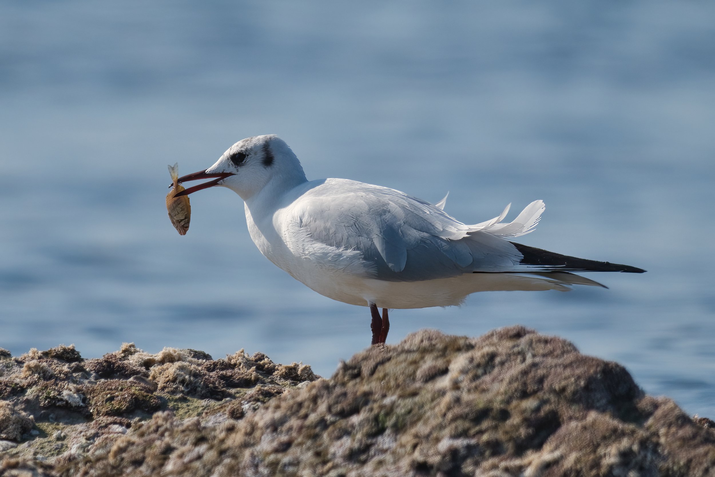 Birds of Lebanon