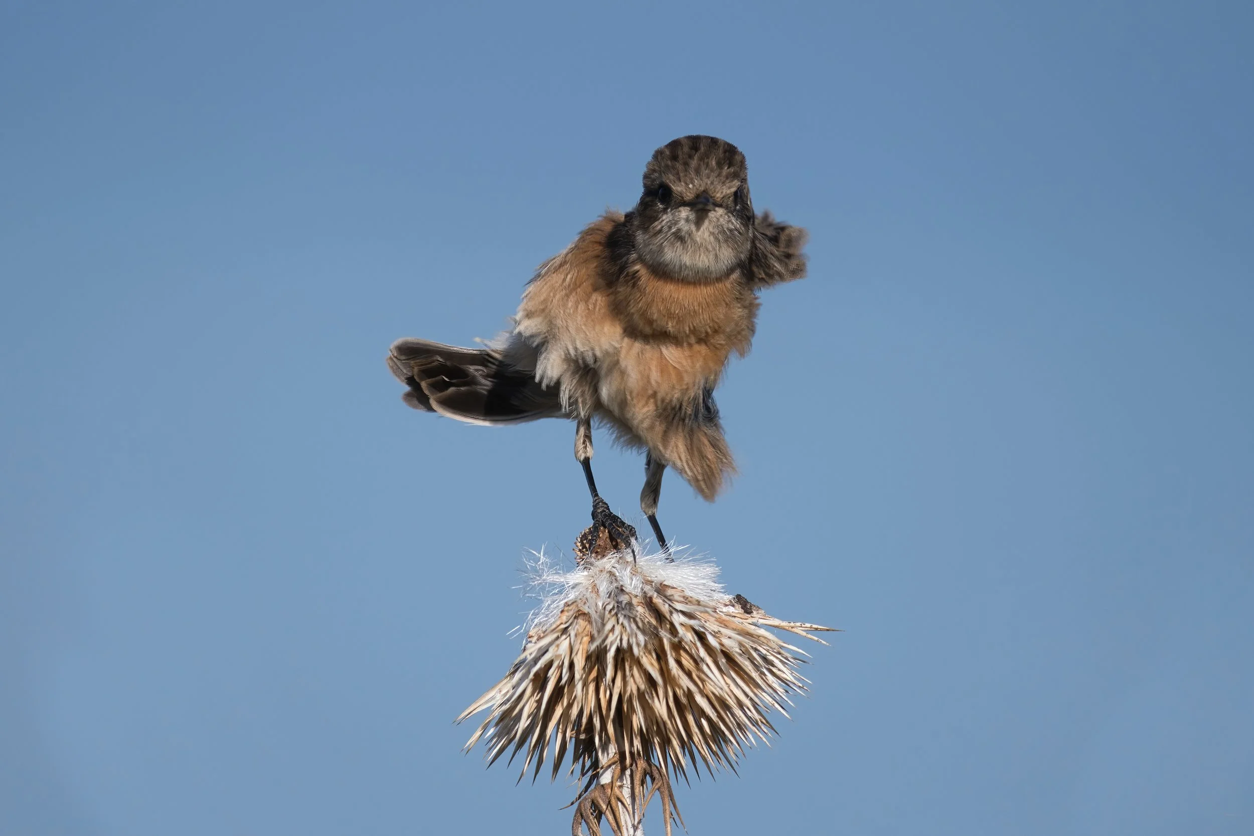 European Stoneshat, Lebanon Batroun, 21-Oct