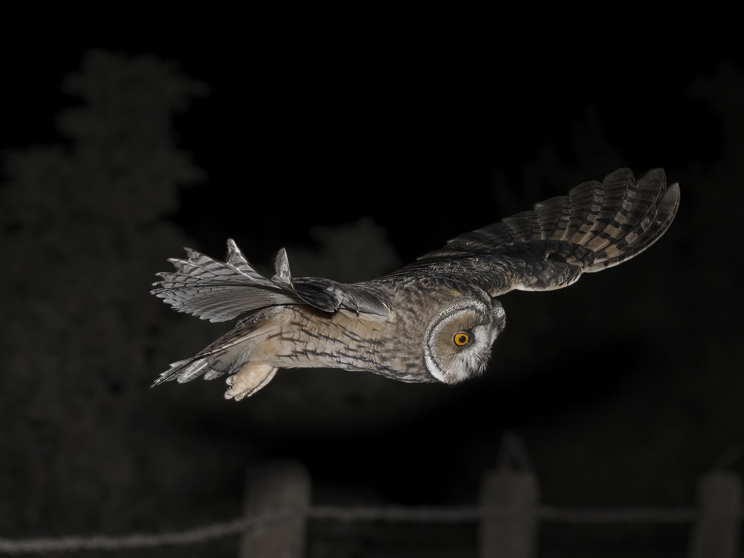 Owls Lebanon