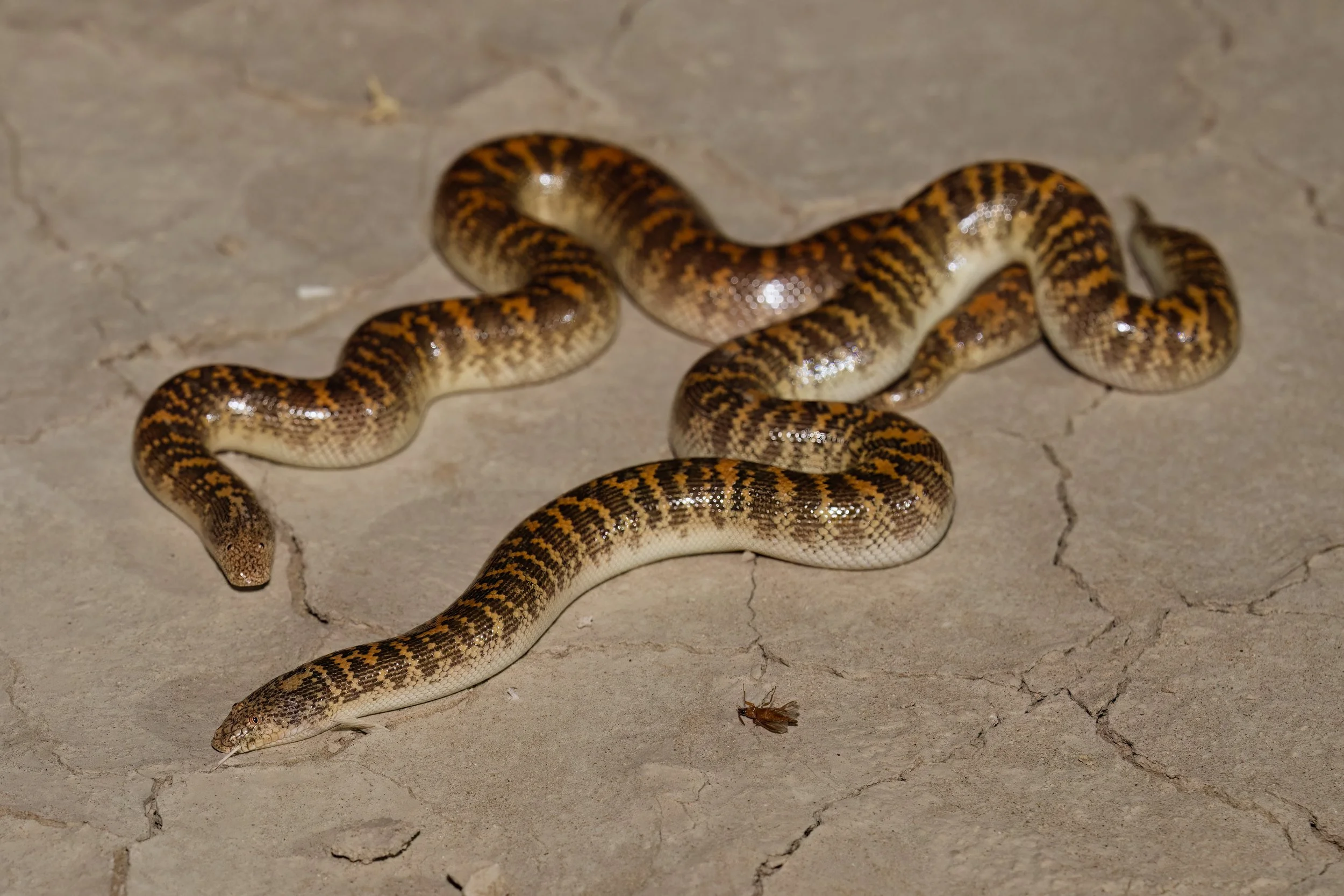 Arabian Sand Boa pairing for the mating season