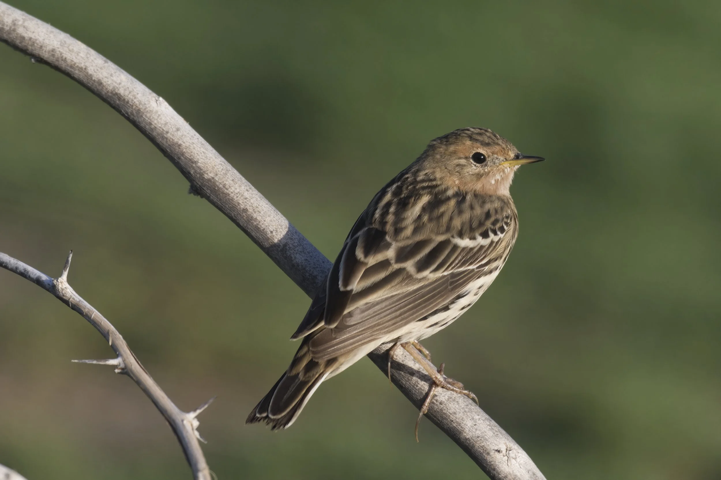 Red-throated Pipit (Anthus cervinus