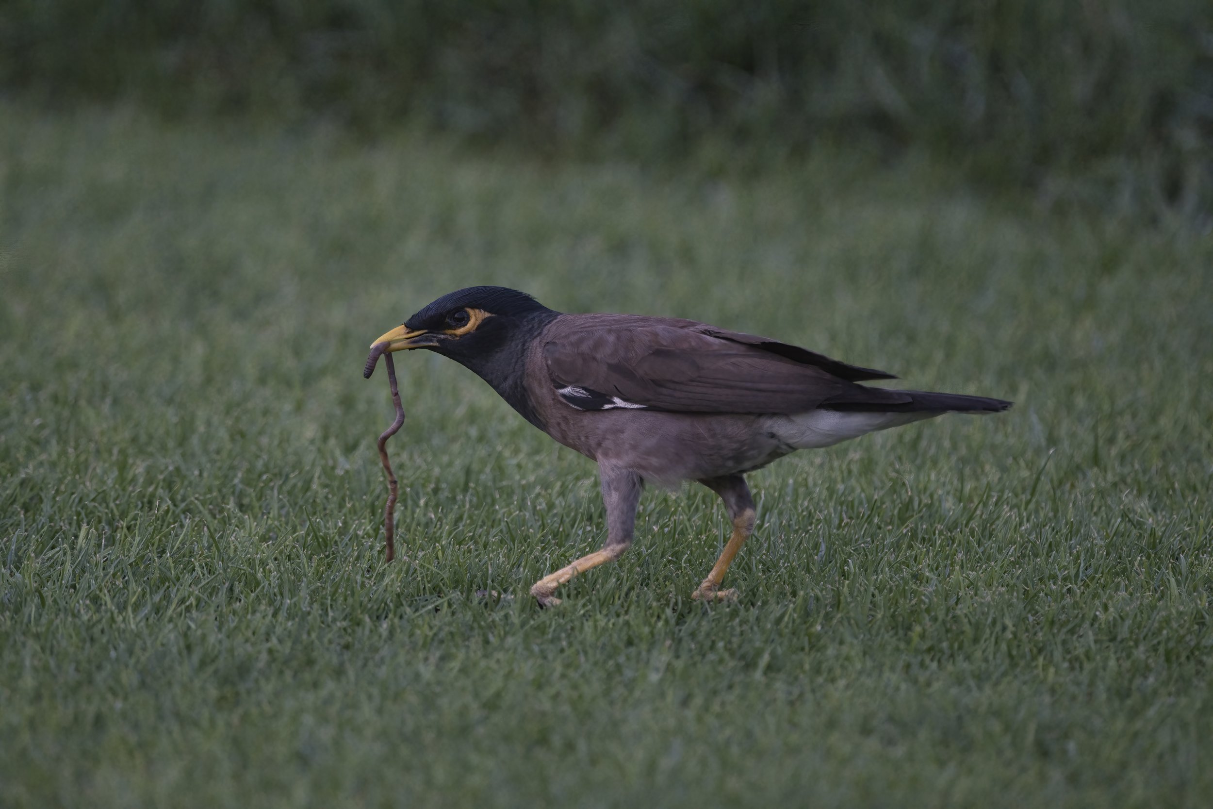 Wildlife UAE