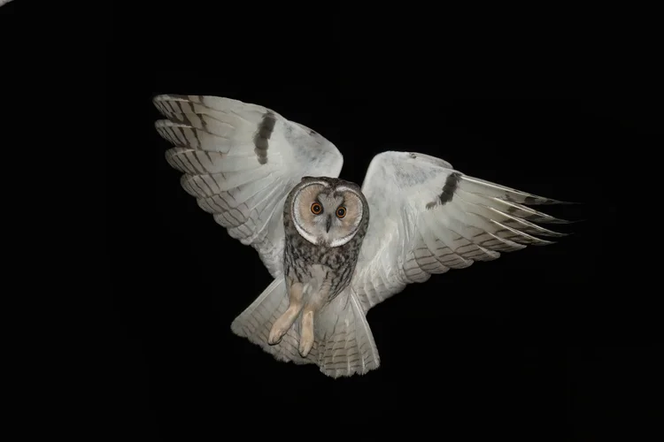 Long-eared Owl, Lebanon