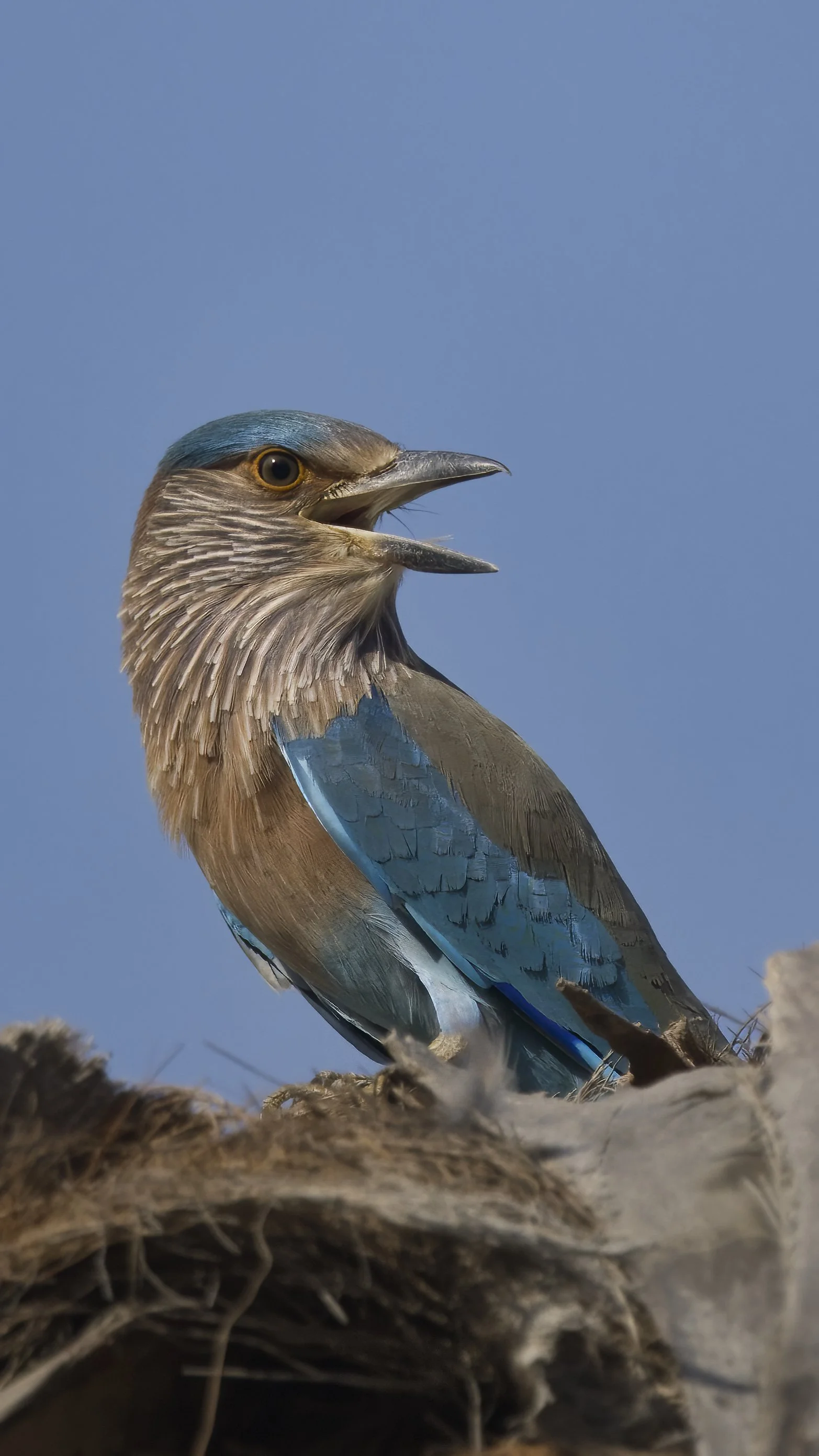 Birds of United Arab Emirates UAE