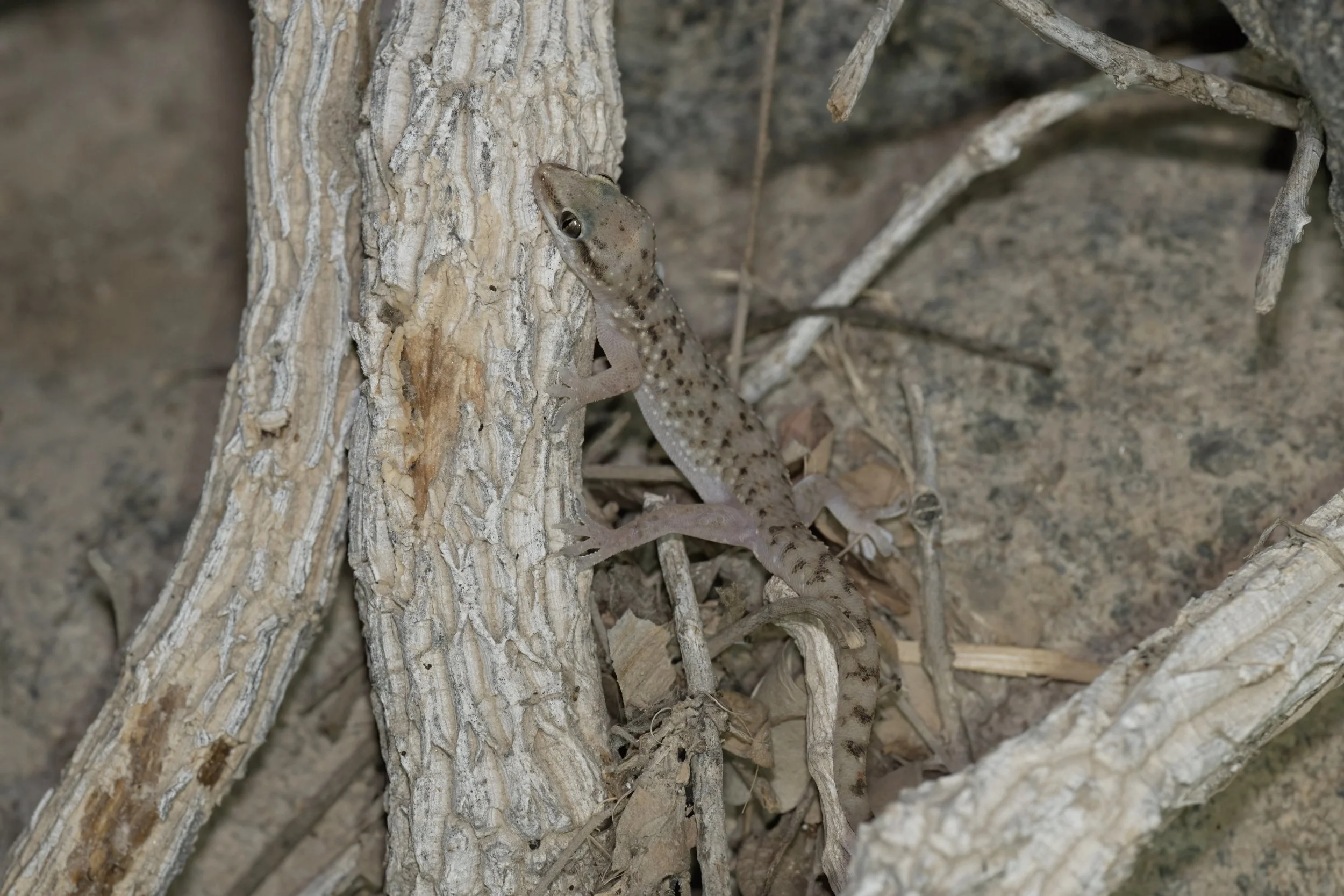 Red Sea House Gecko \ Hemidactylus robustus