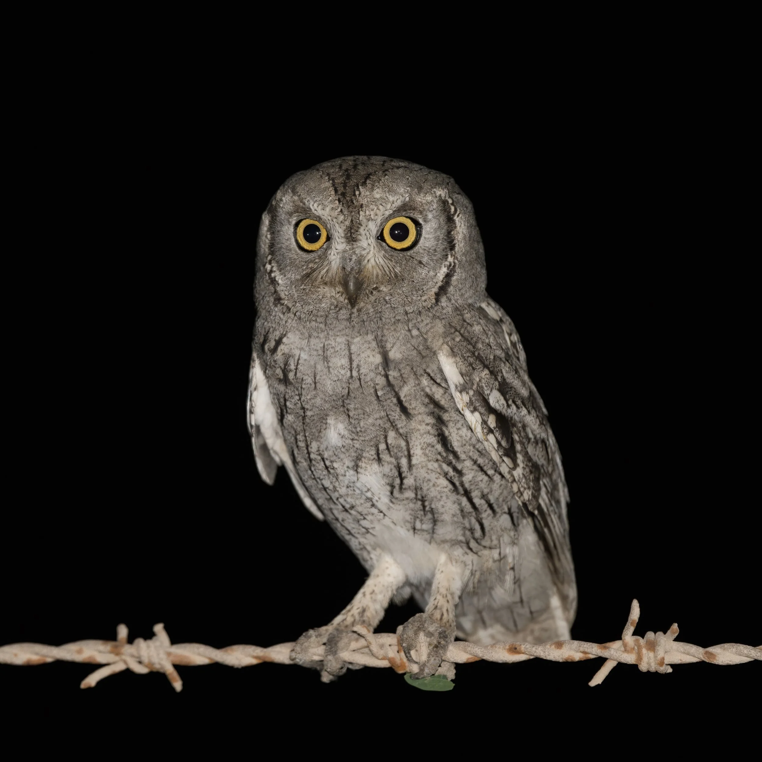 Pallid Scops-owl