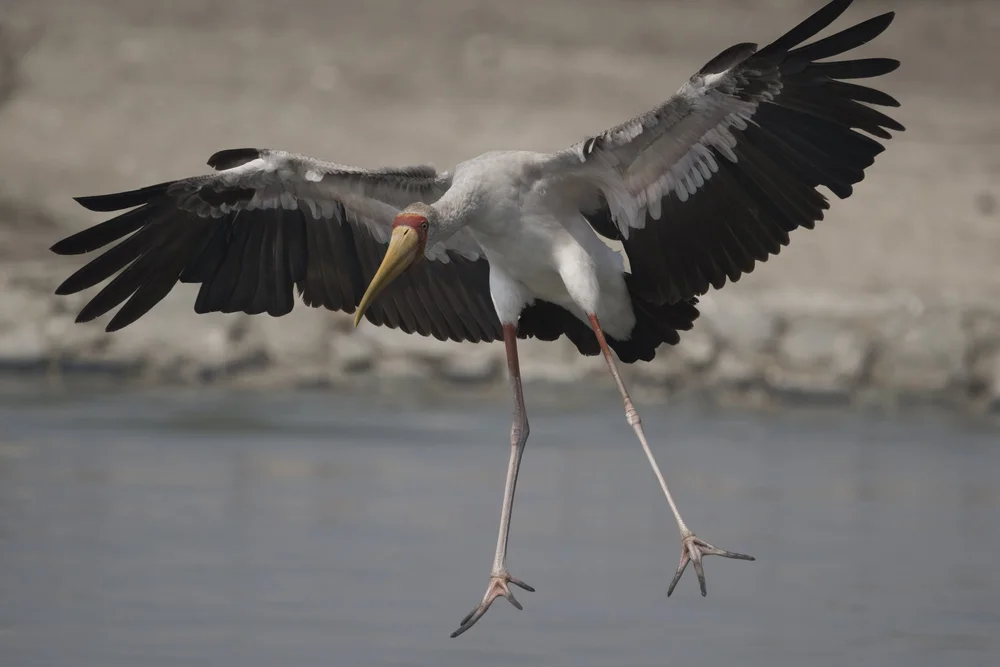Yellow-billed Stork in flight, UAE