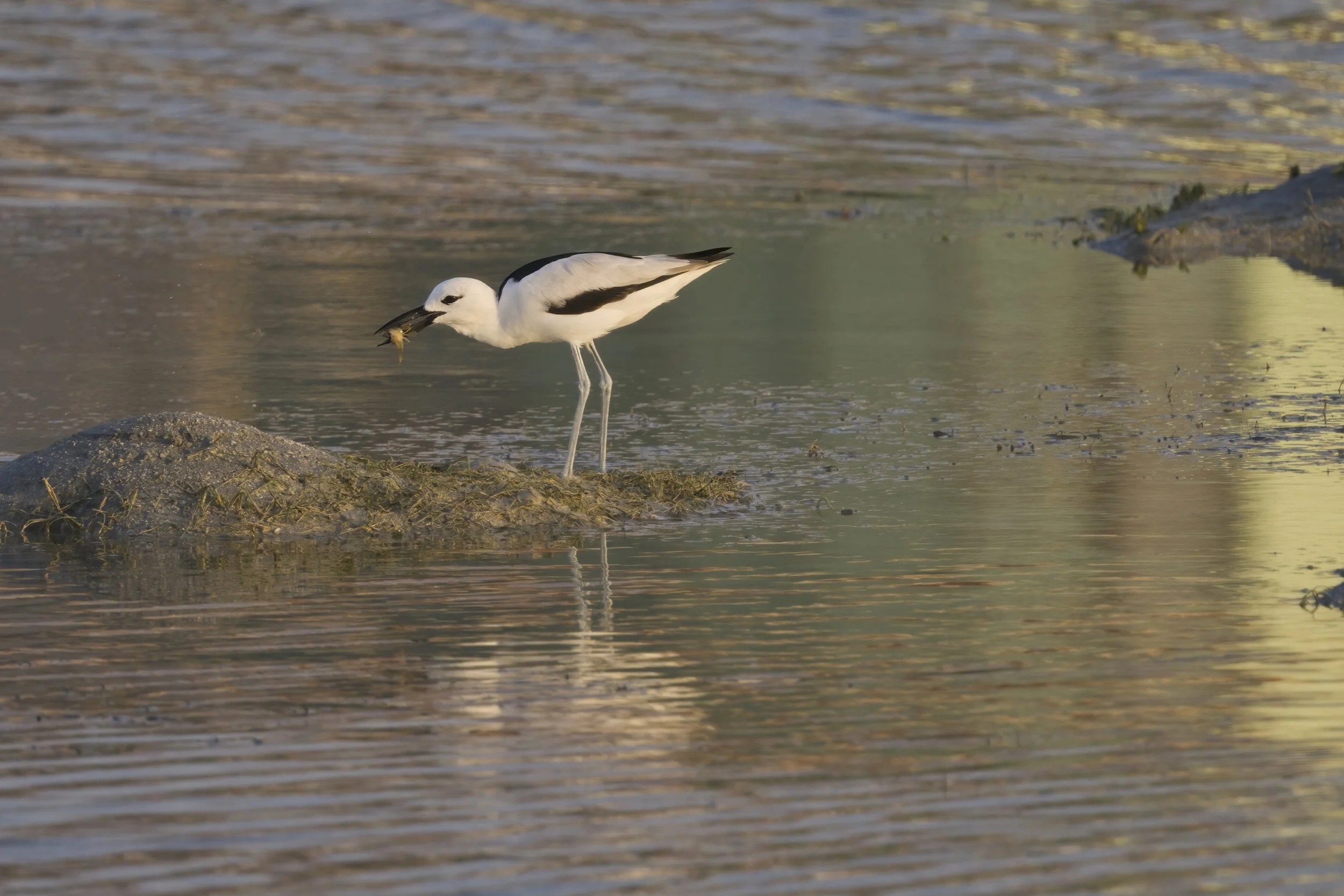 Birds watching Trips UAE