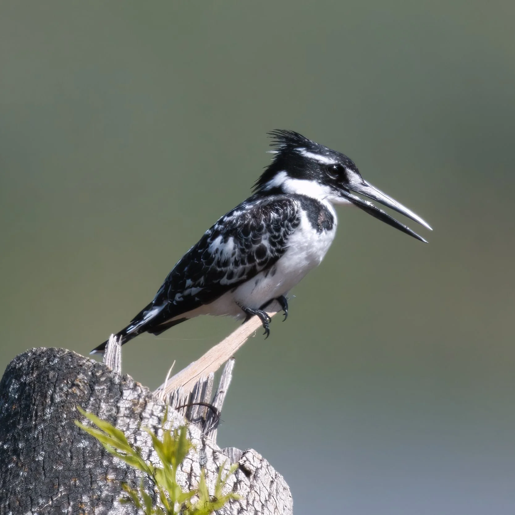 Pied Kingfisher / Ceryle rudis