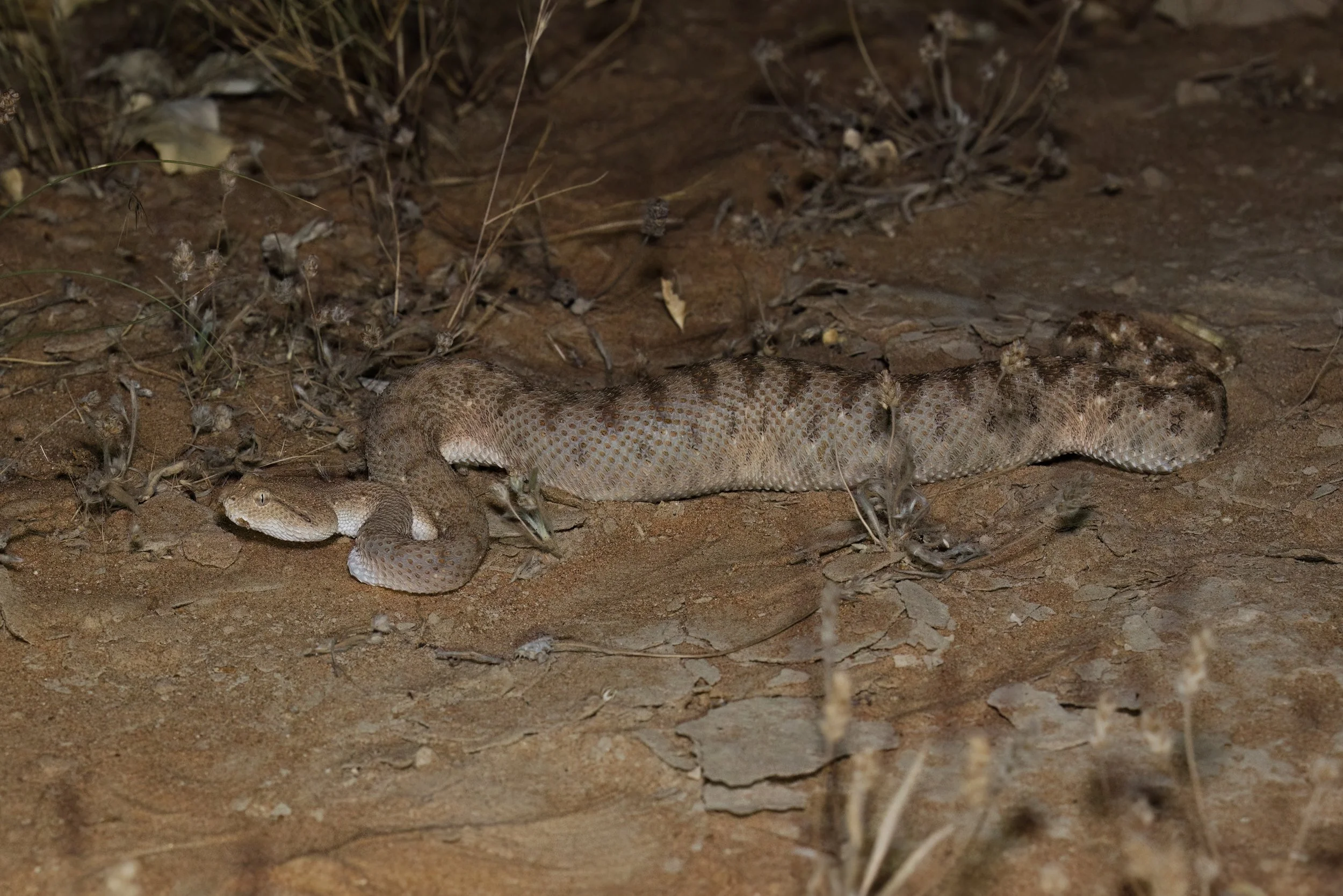 Arabian Horned Viper_Z090837.jpeg