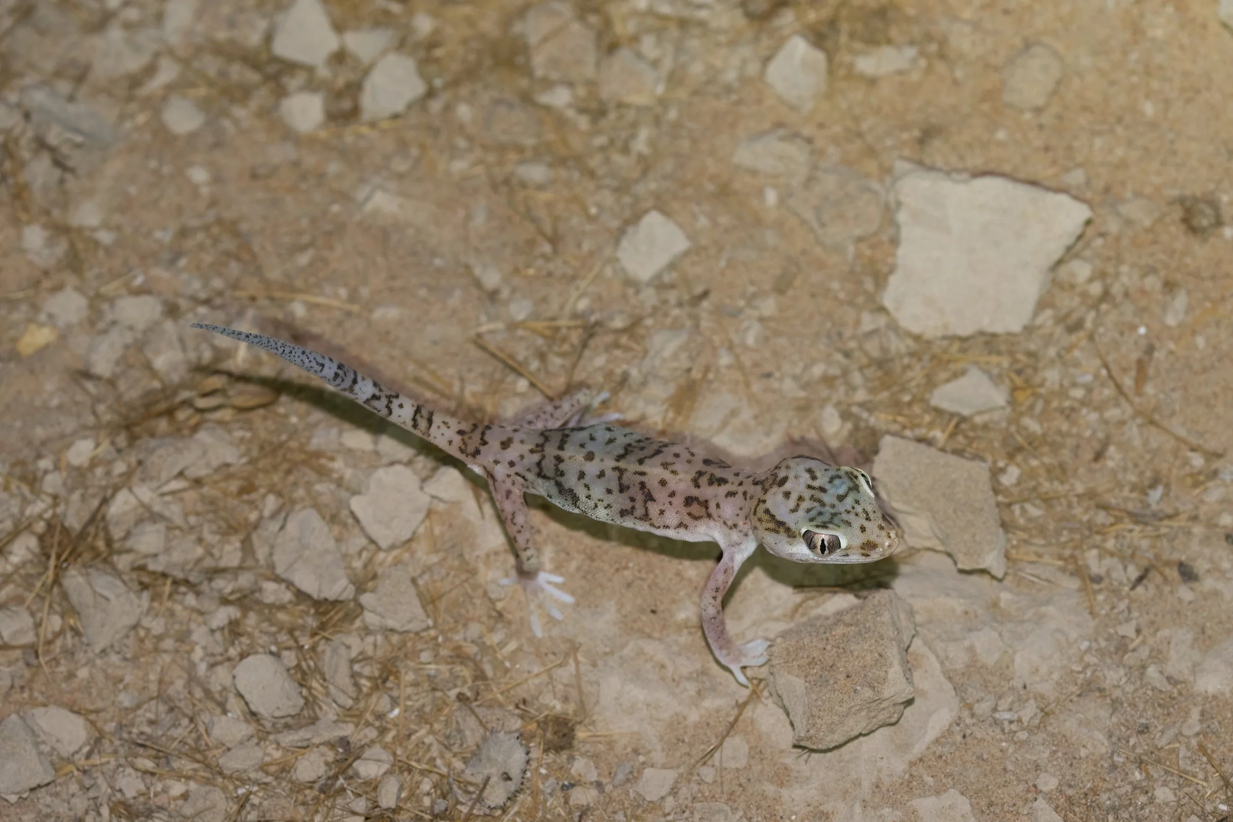 Eastern Sand Gecko | وزغ الرمال الشرقي | Stenodactylus leptocosymbotes
