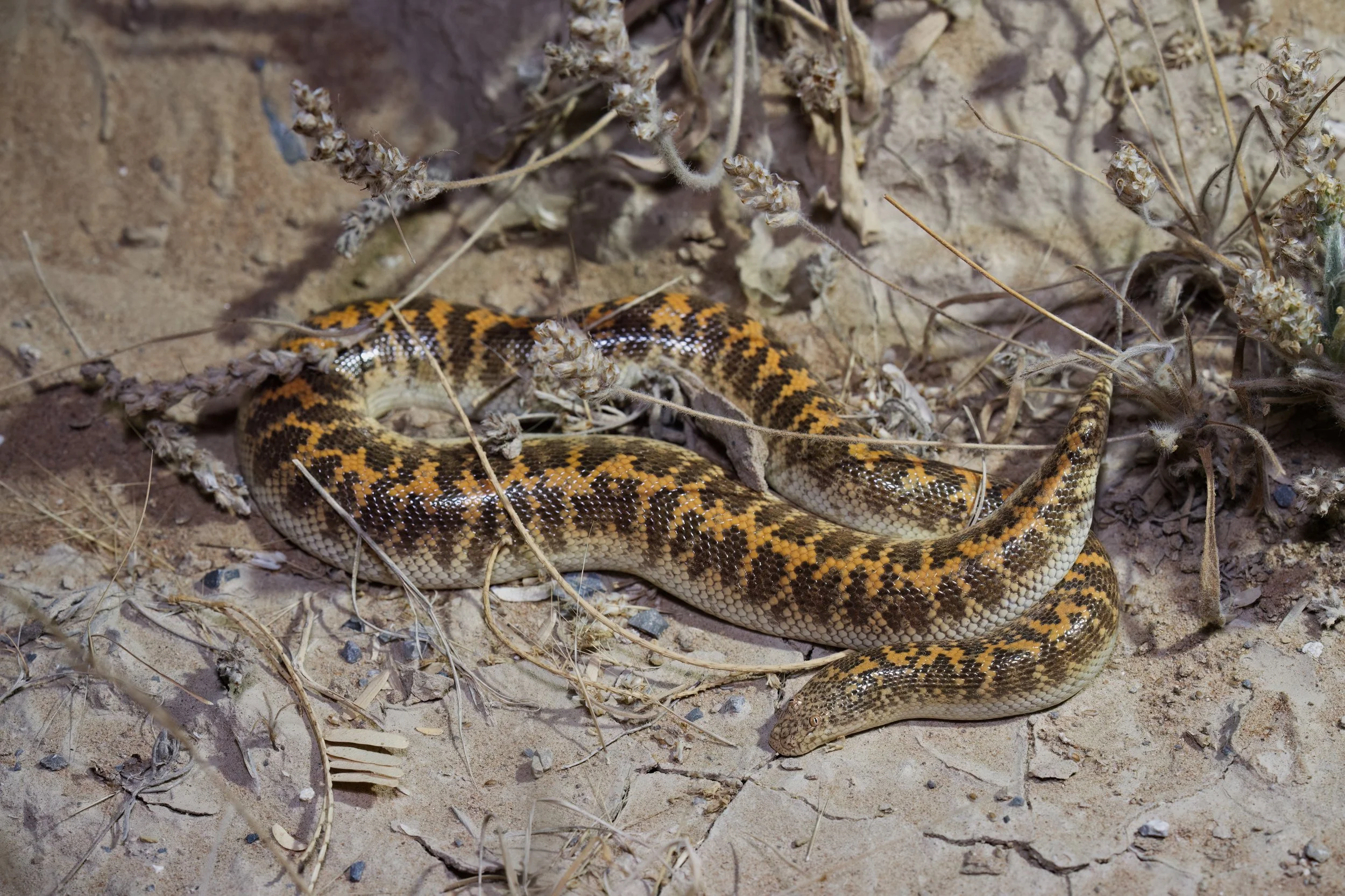 Arabian Sand Boa_Z090710.jpeg