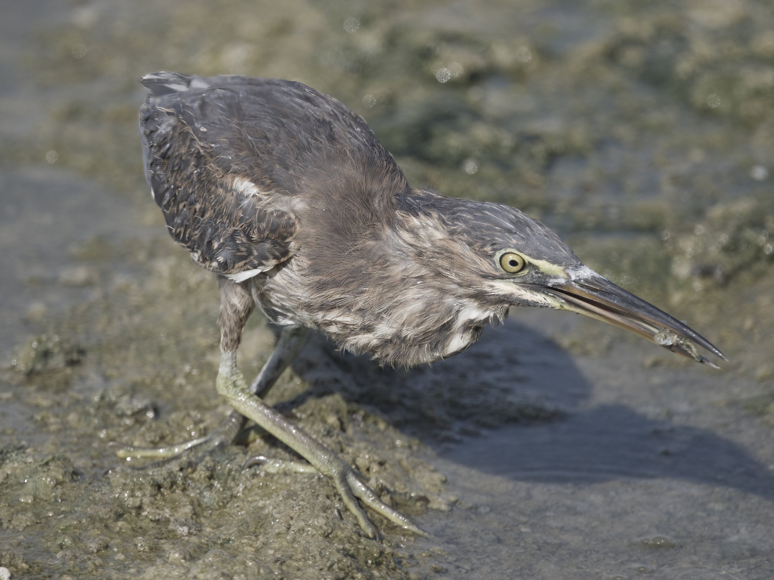 Birds of UAE United Arab Emirates