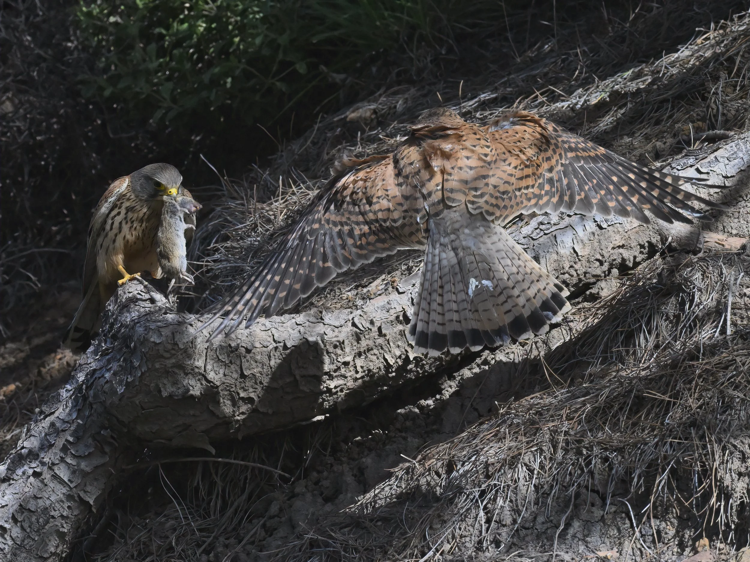 Birds of prey eating